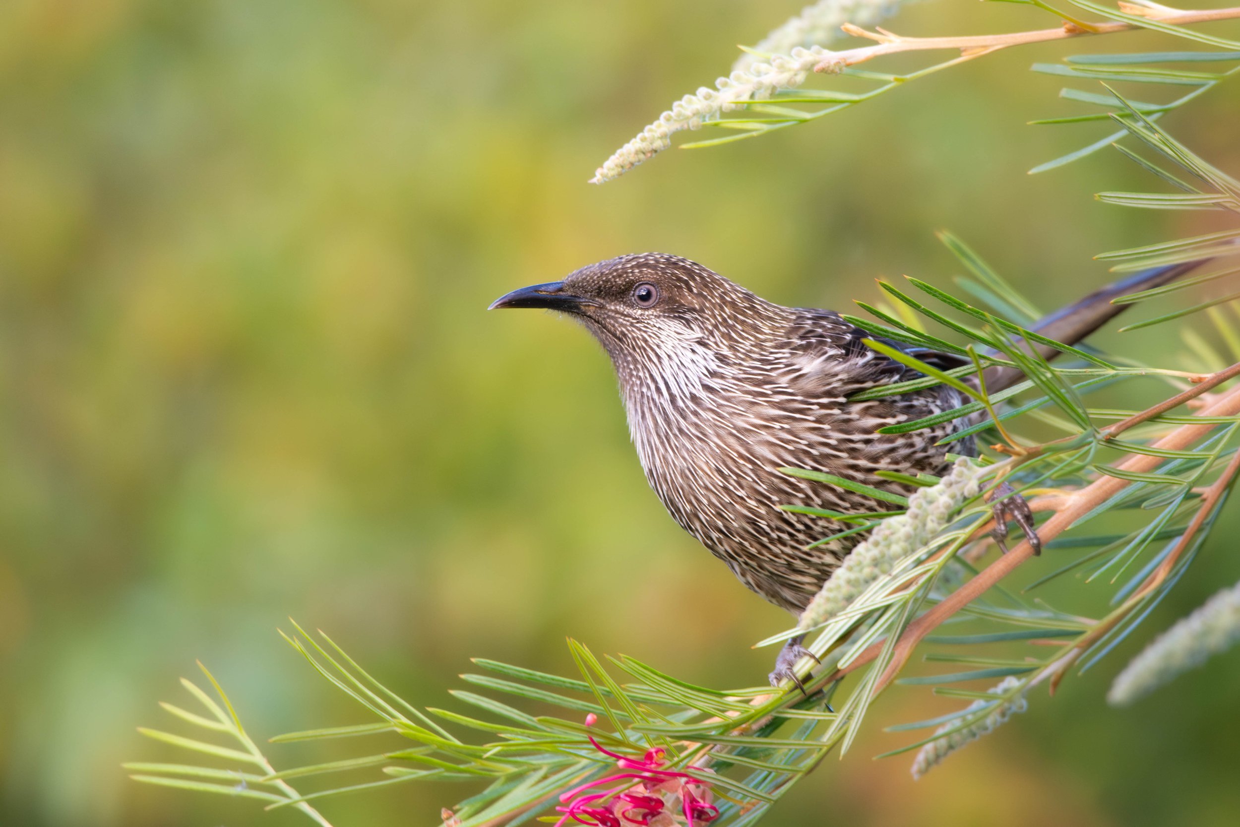 Little Wattlebird, Wauchope NSW