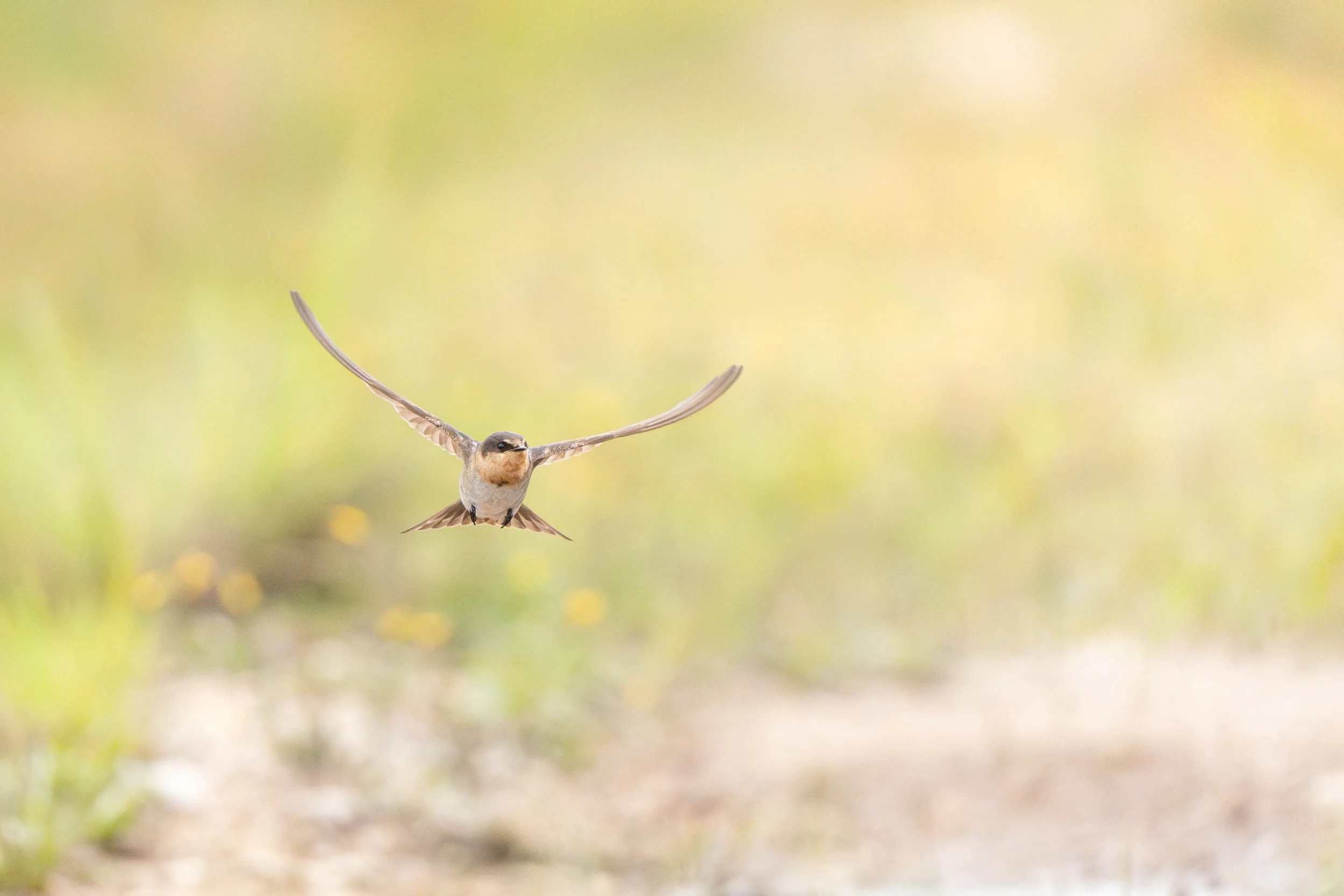 Welcome Swallow, Red Rock NSW
