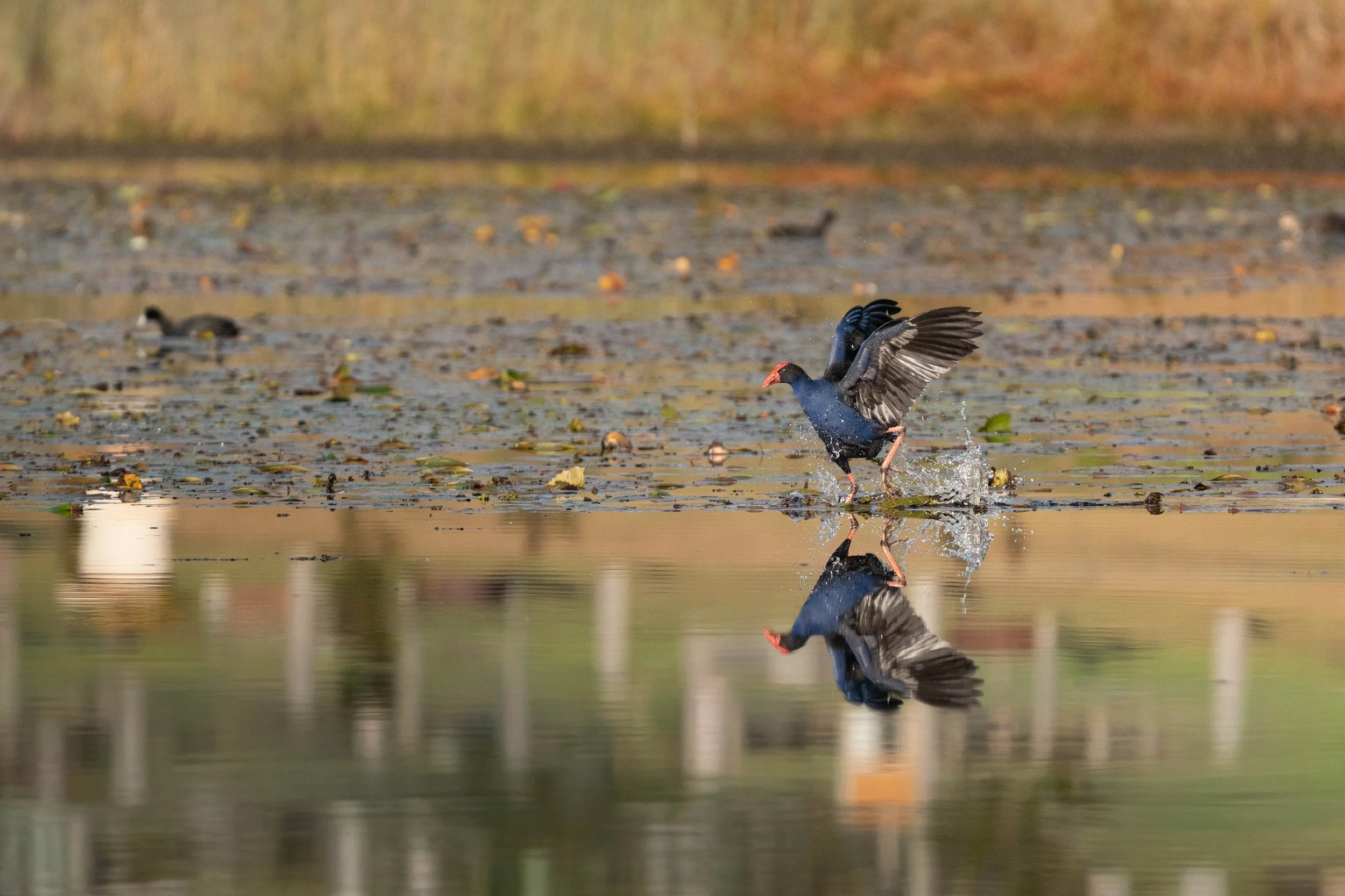 Australasian Swamphen, King Creek NSW