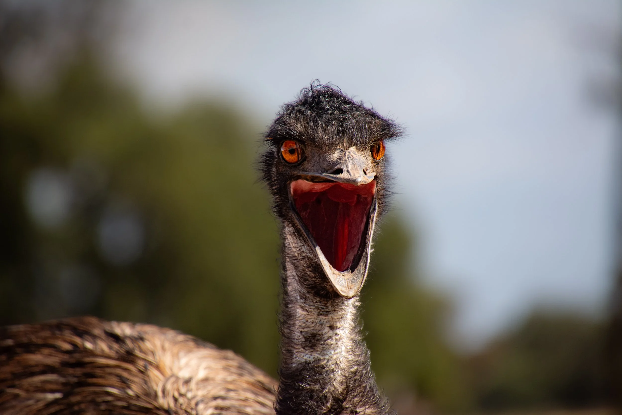 Emu (captive), Coonabarabran NSW