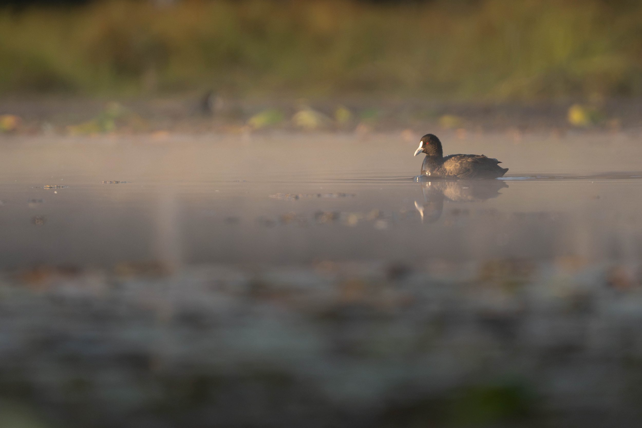 Eurasian Coot, King Creek NSW