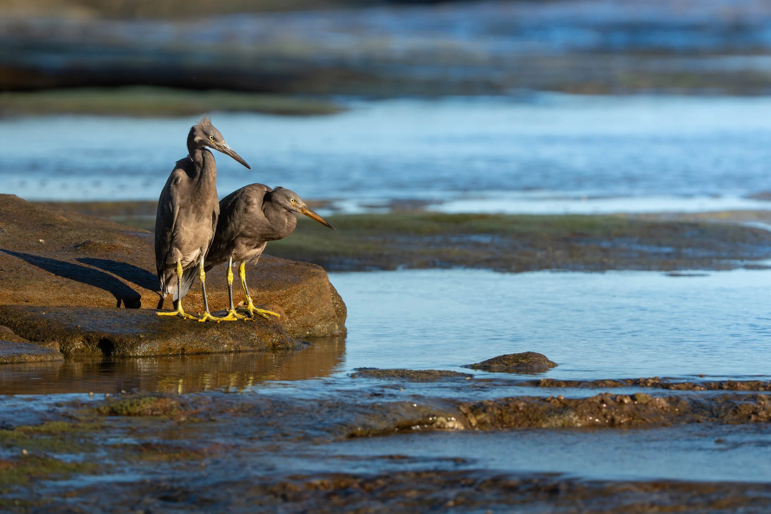 Pacific Reef Heron, Caloundra QLD
