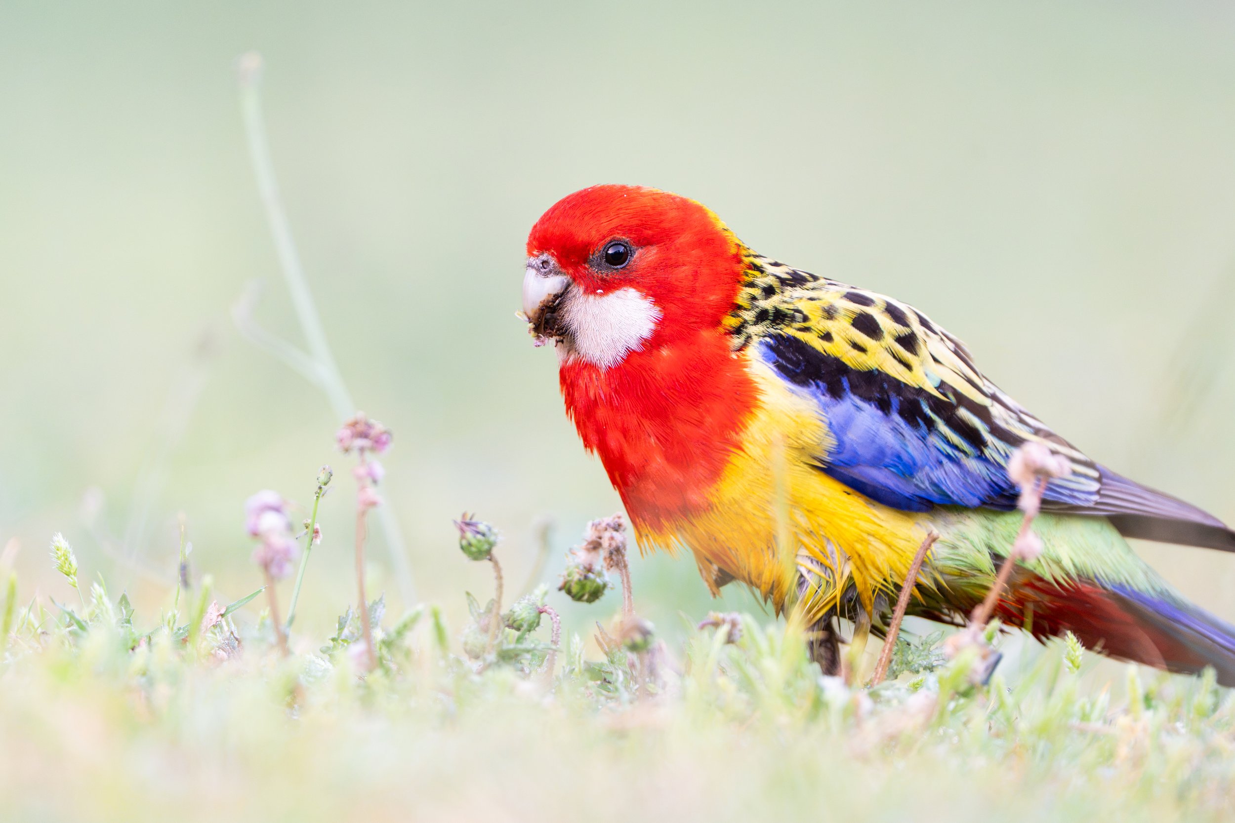 Eastern Rosella, Warrumbungle National Park NSW