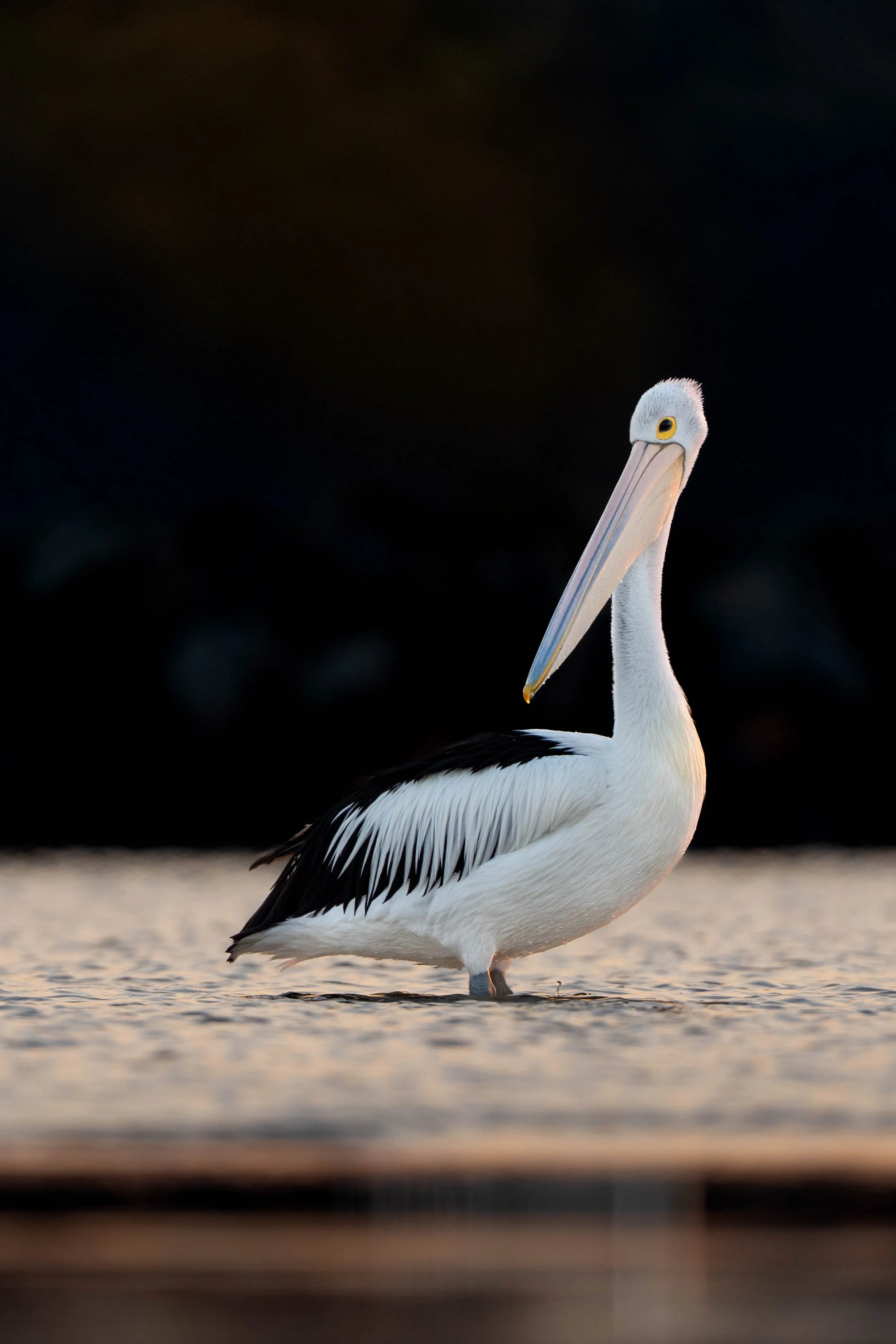 Australian Pelican