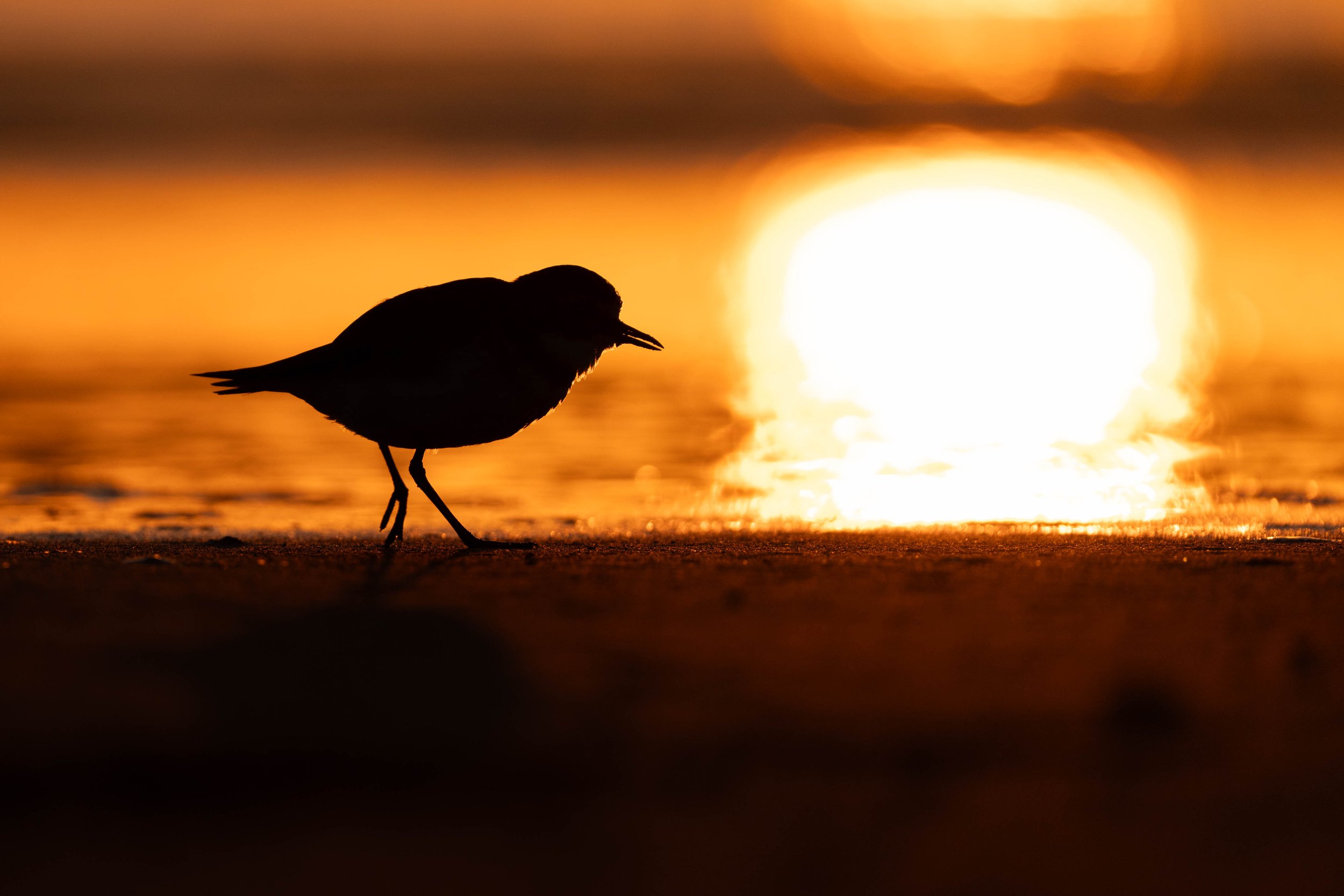 Double Banded Plover, Harrington NSW
