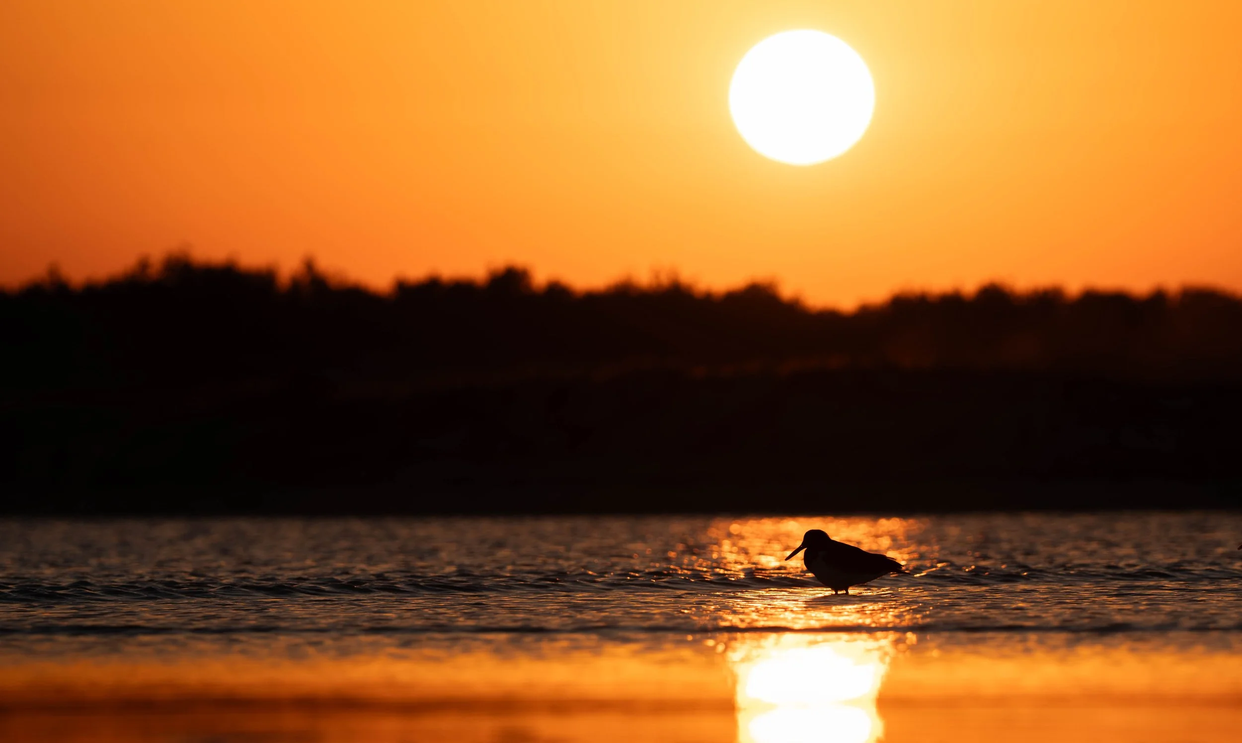 Micah_Boyce_Oystercatcher.jpg