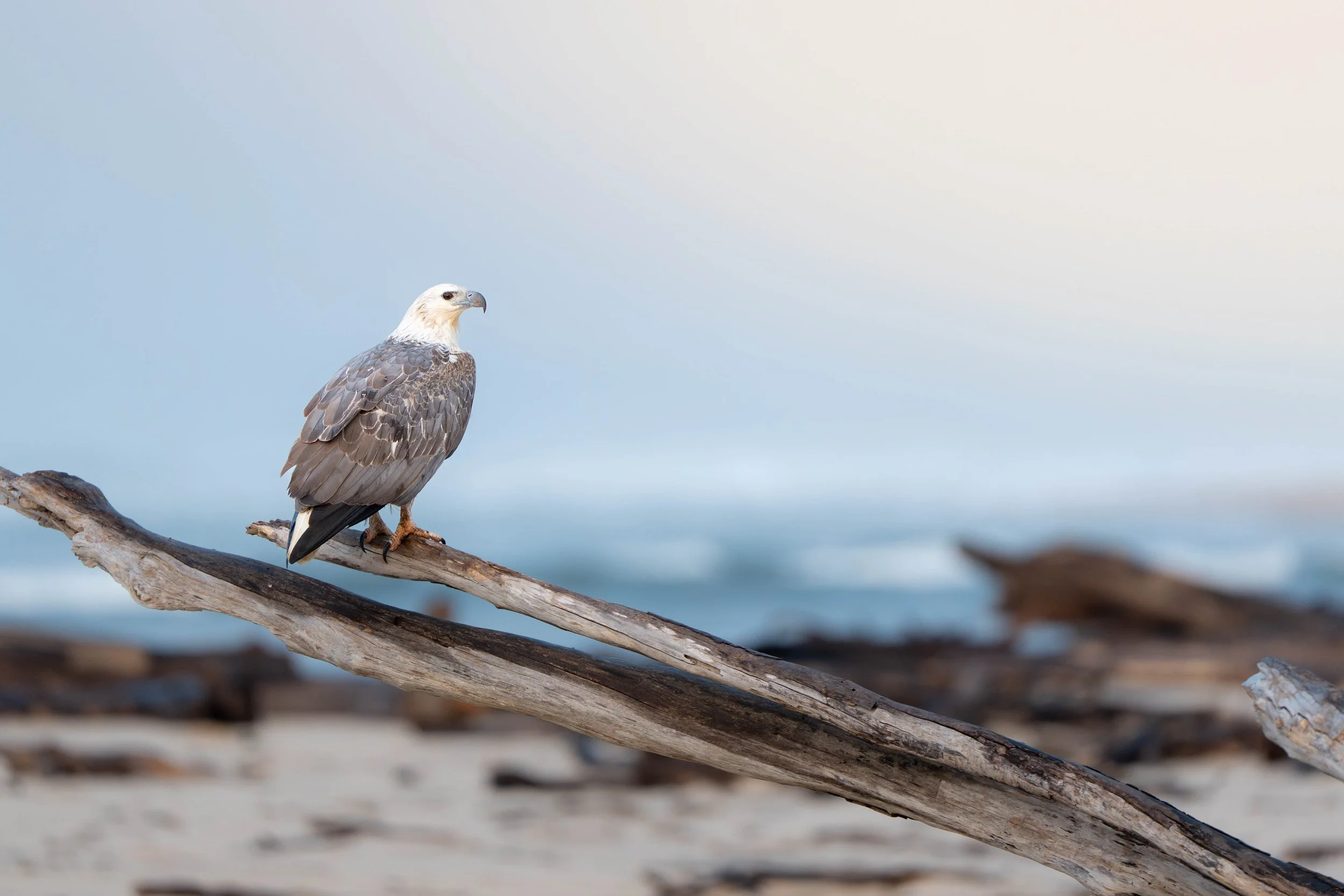 White Bellied Sea Eagle