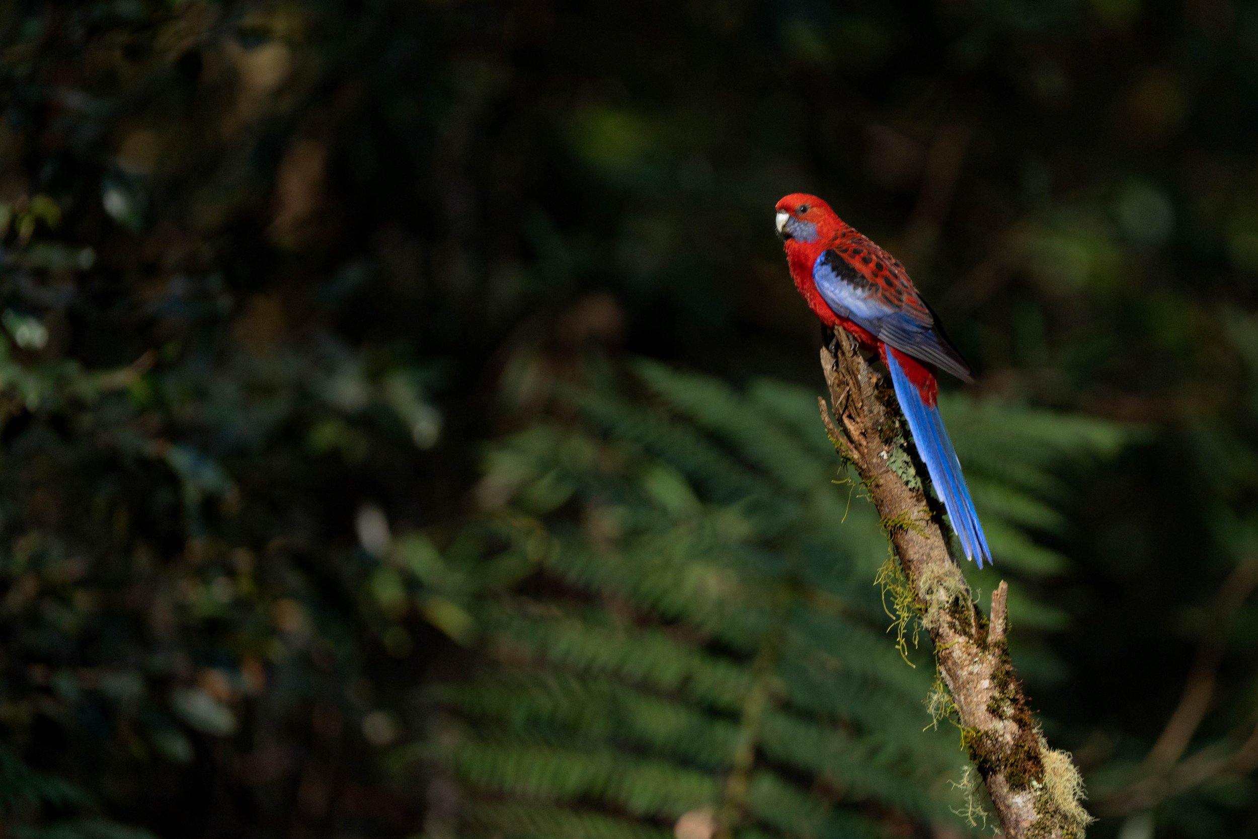 Crimson Rosella, Barrington Tops NSW