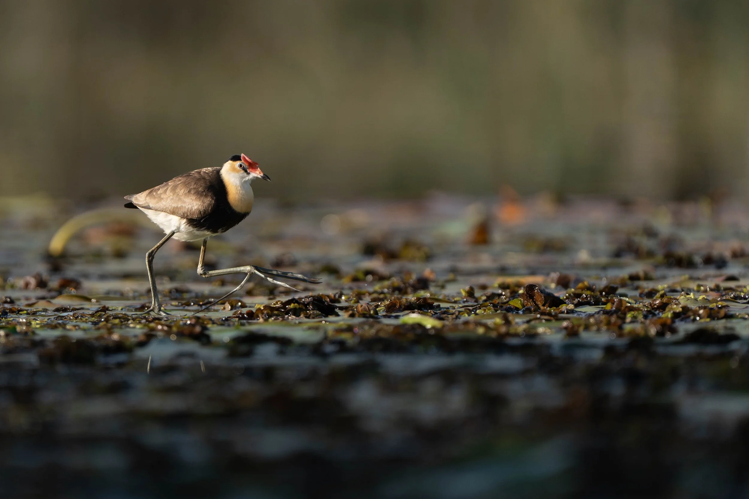 Comb Crested Jacana, King Creek NSW
