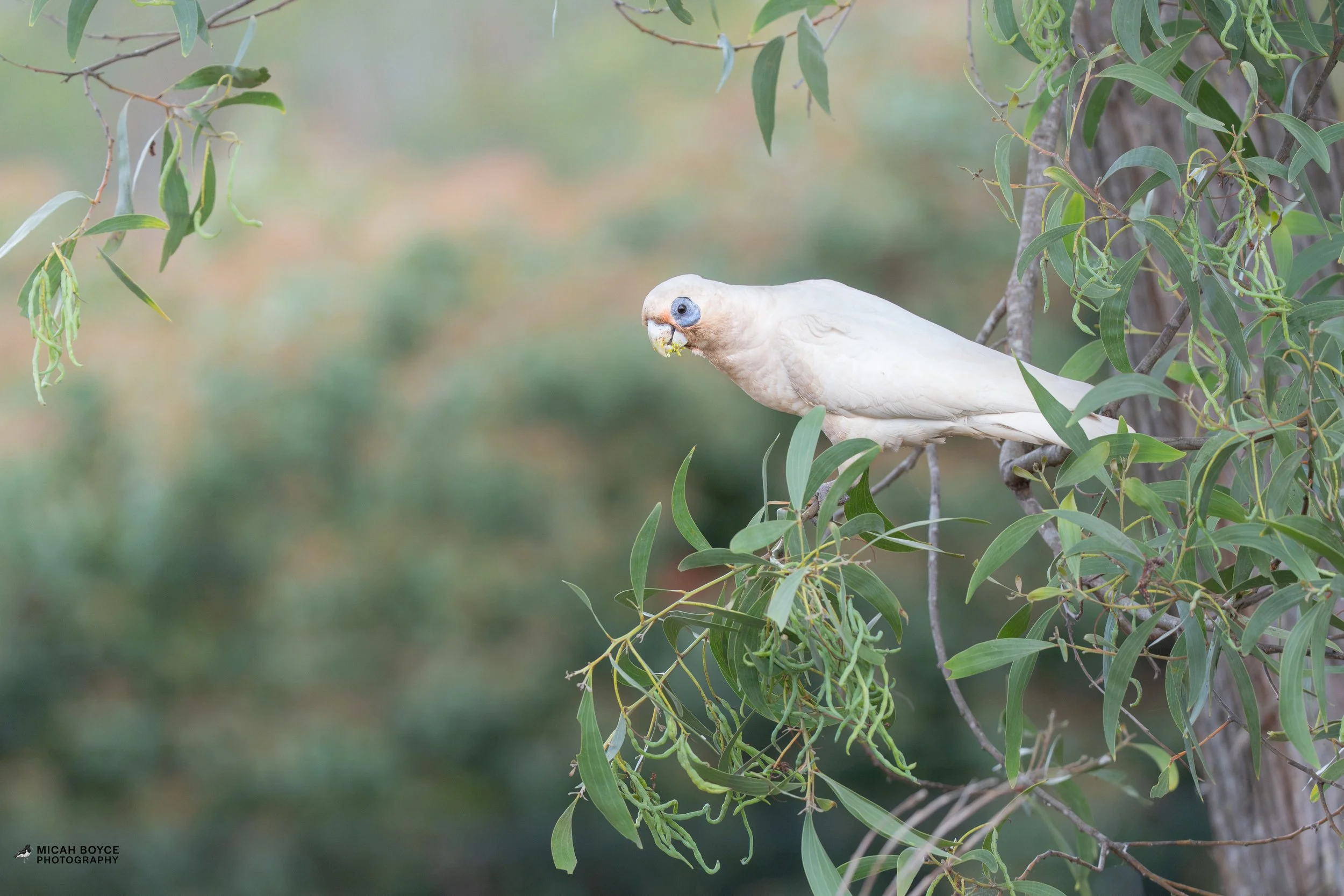 Little Corella, Wauchope NSW
