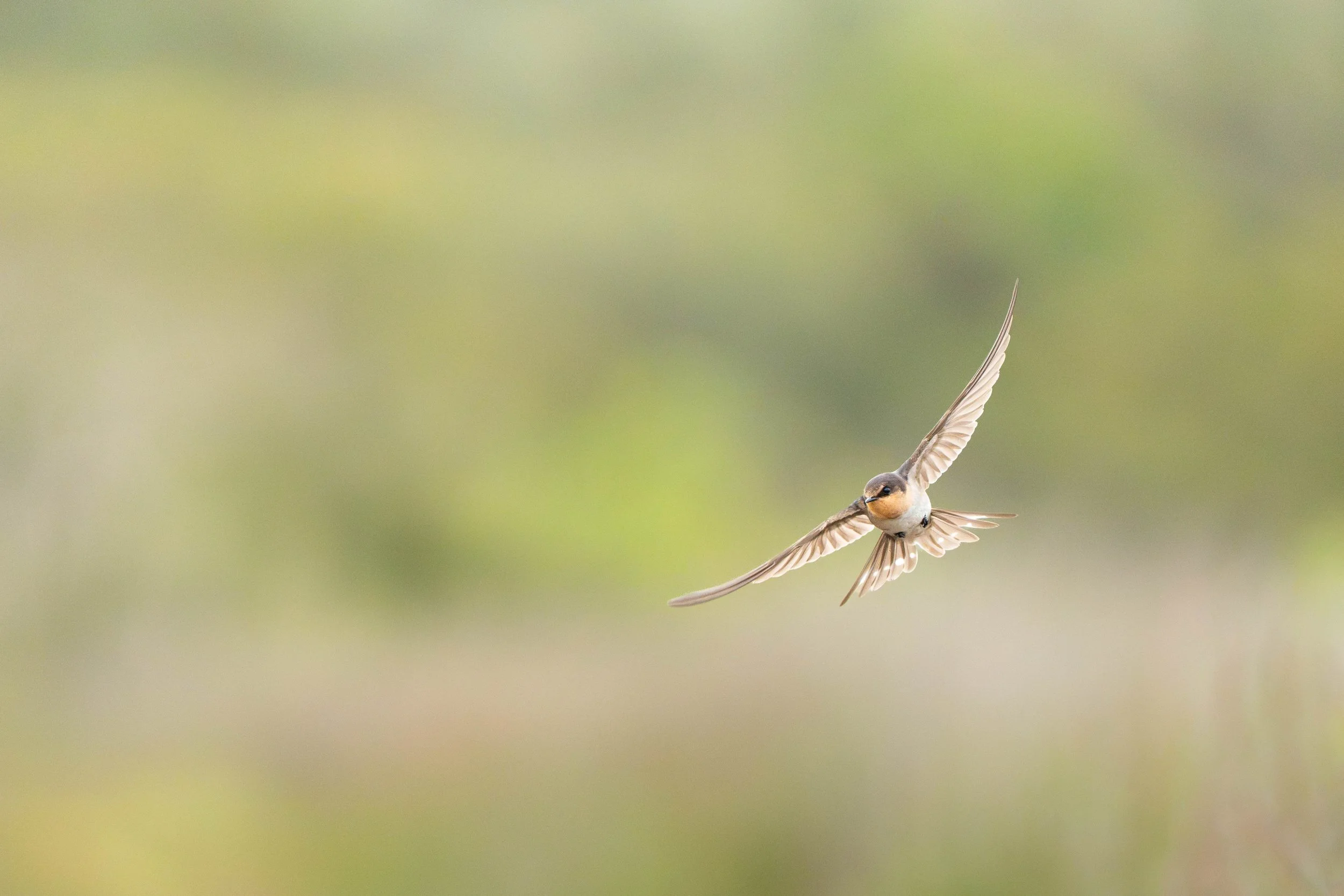 Welcome Swallow, Red Rock NSW