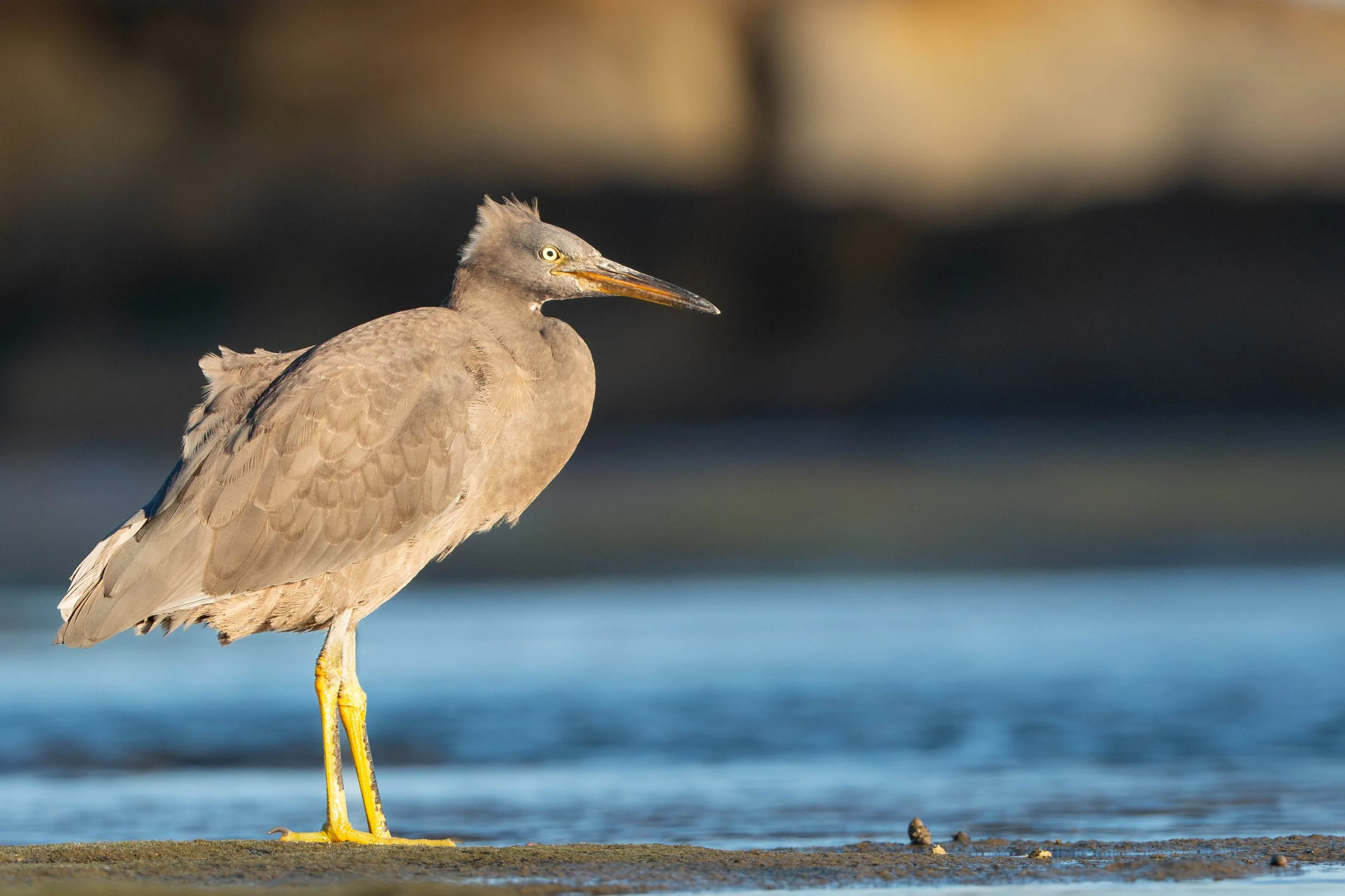 Pacific Reef Heron, Caloundra QLD