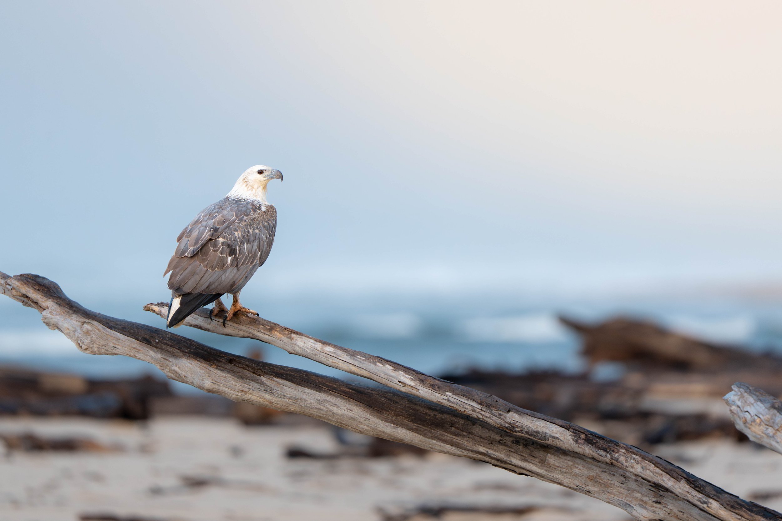 White Bellied Sea Eagle (close up) Download