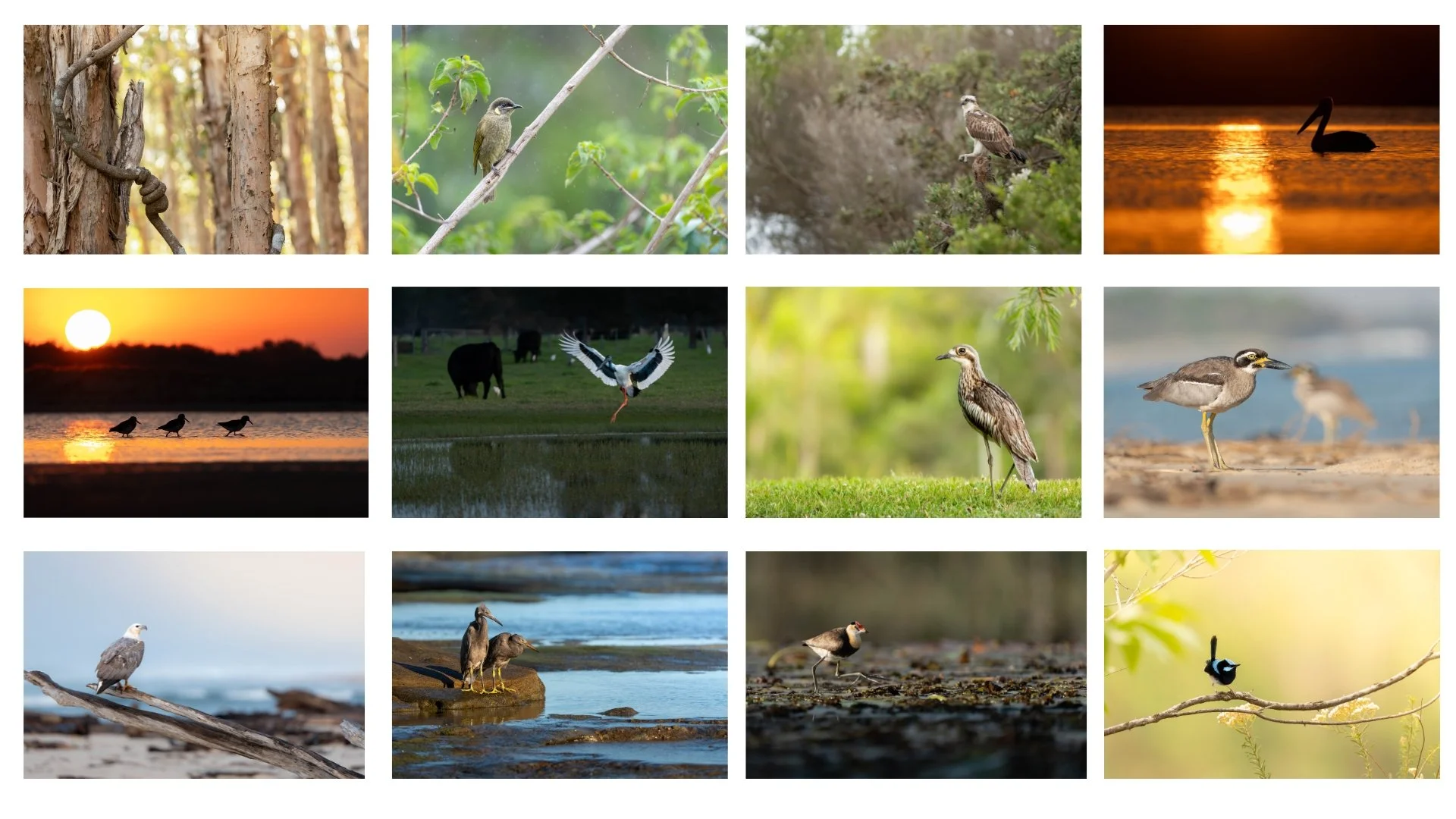 Calendar collage.jpg