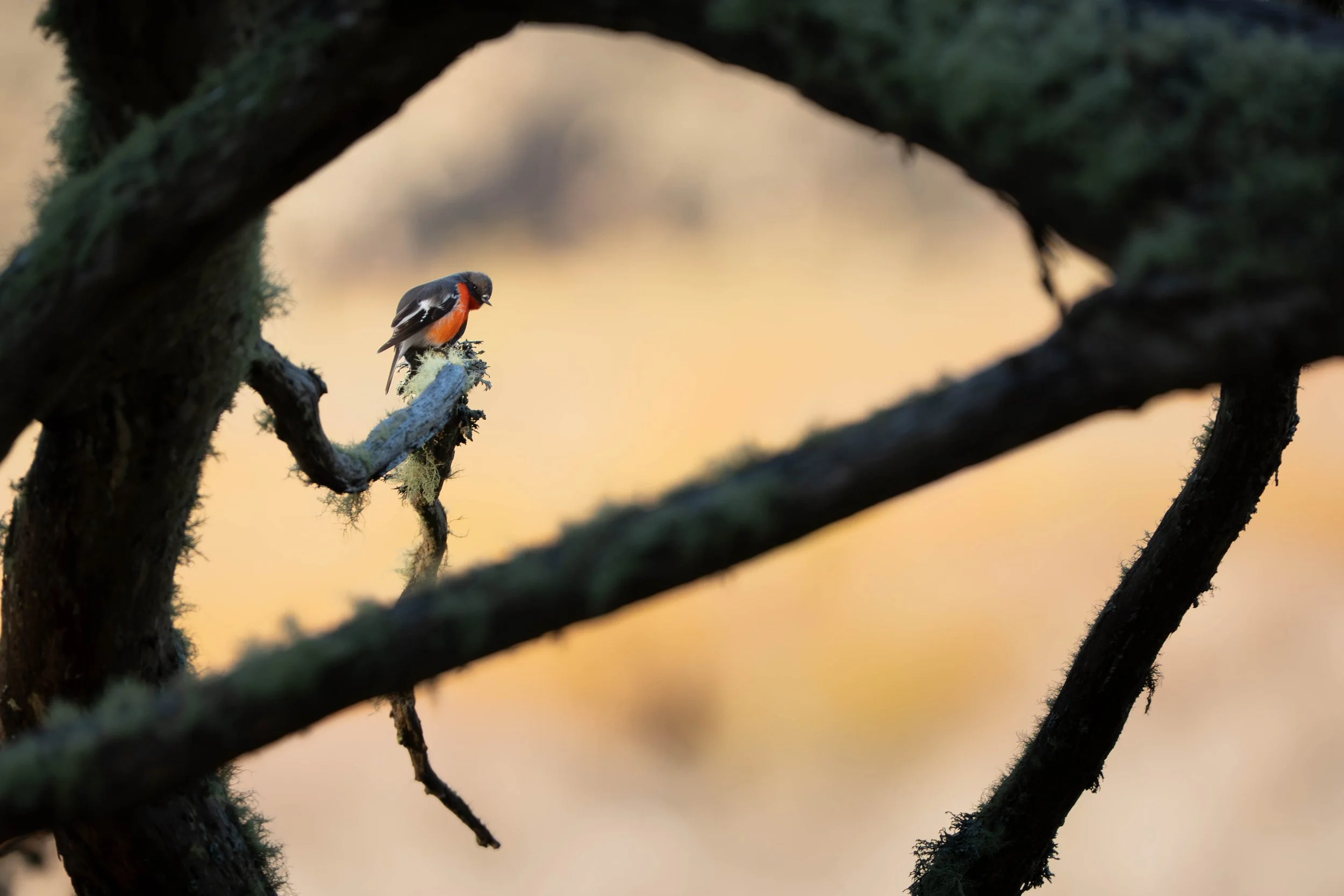 Flame Robin, Barrington Tops NSW