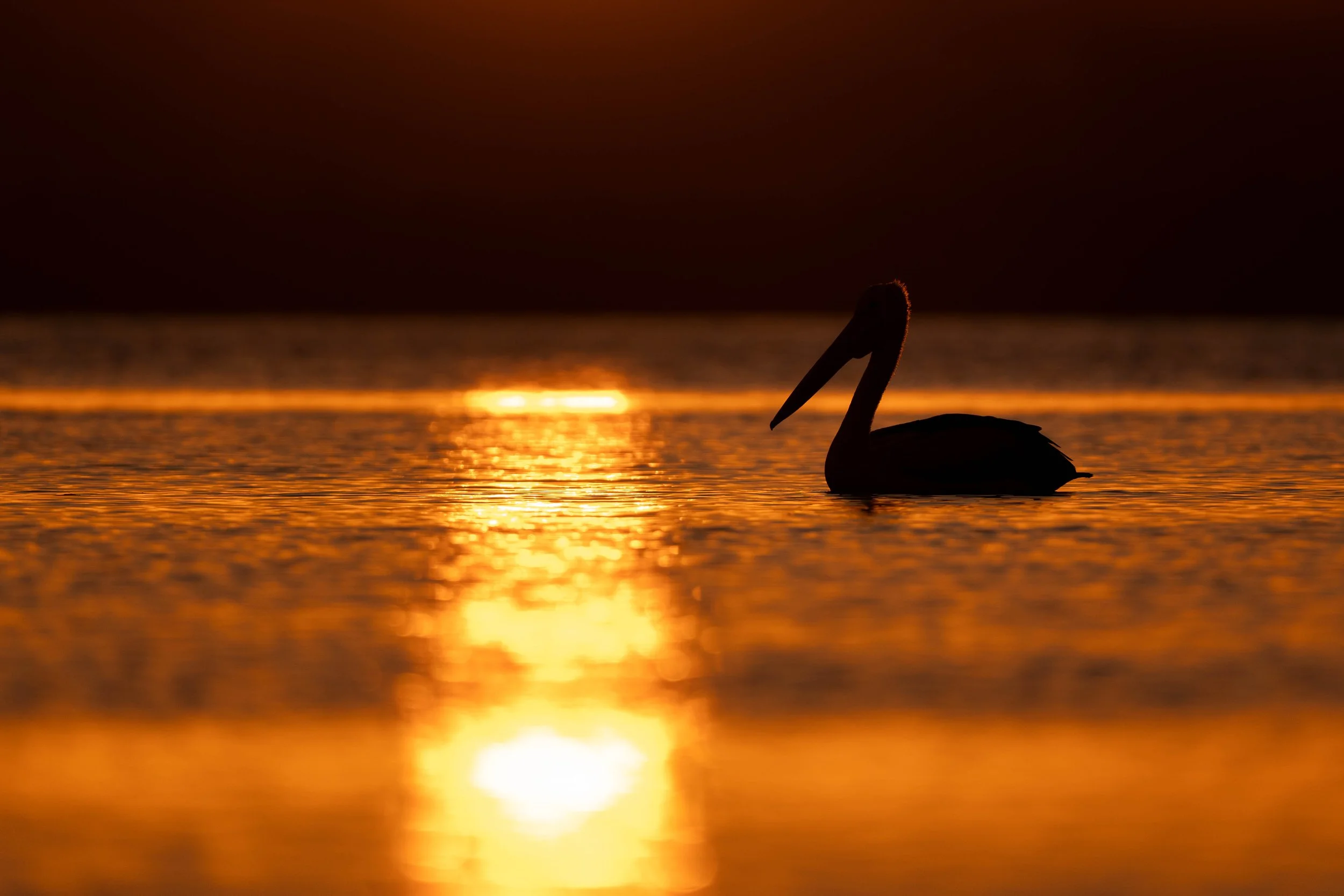 Australian Pelican, Harrington NSW
