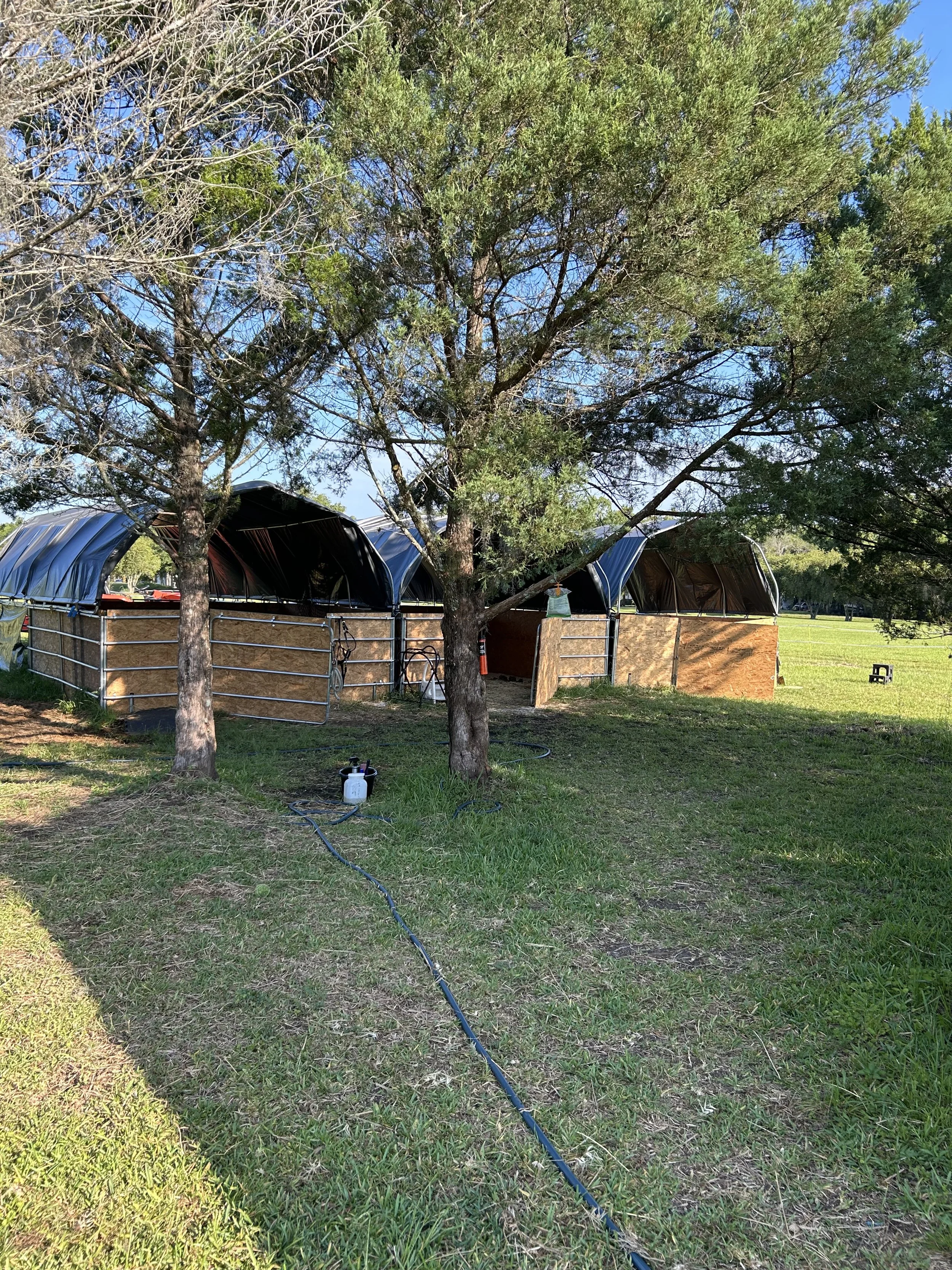 A large tree with green foliage in a grassy outdoor setting with a clear blue sky. A black shelter or structure with curved metal framing and tarped sides is situated under the tree. There are some objects on the ground, including a black bucket and a long blue hose.