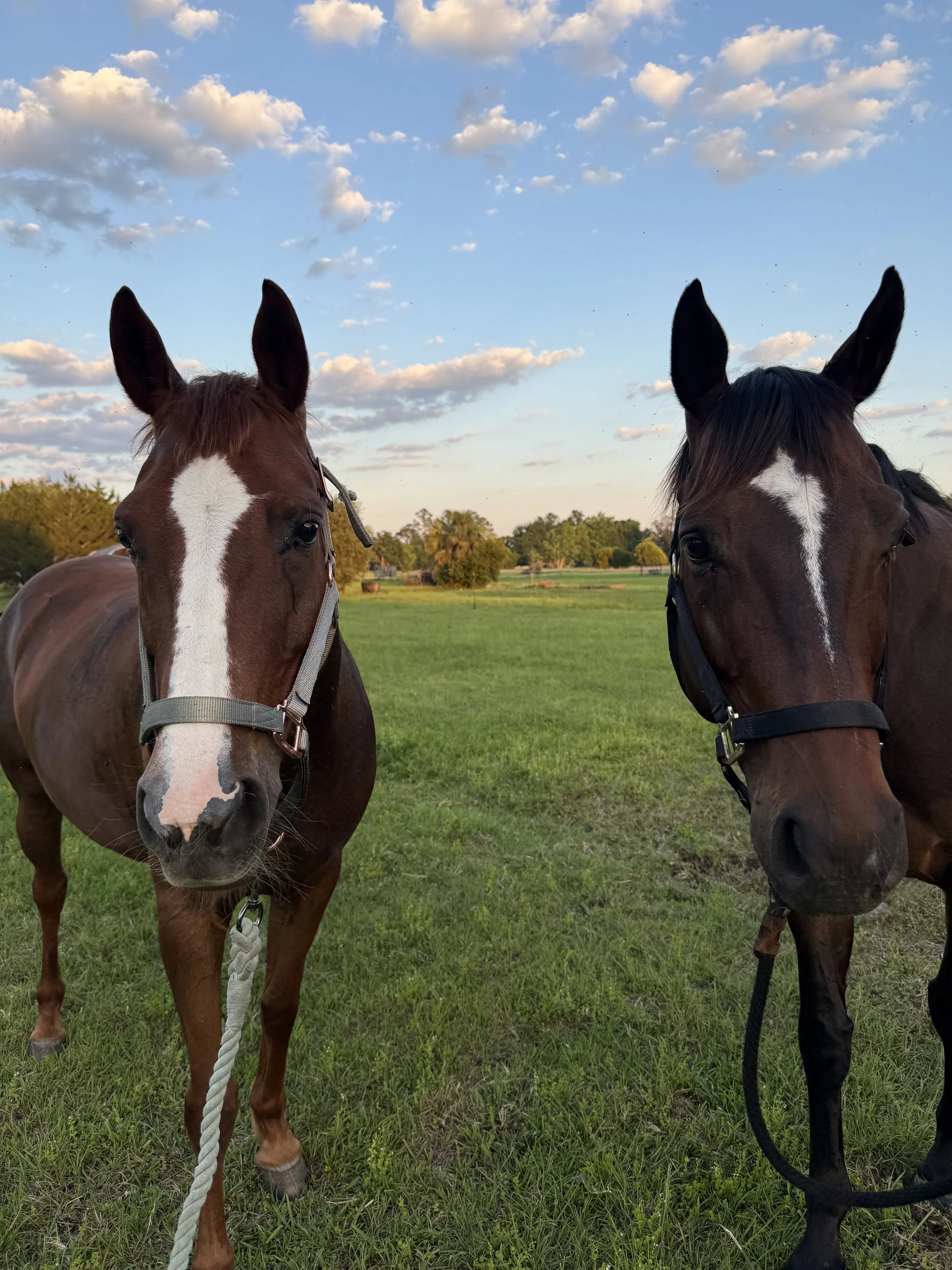 Two horses standing on green grass, with trees and a blue sky with clouds in the background.