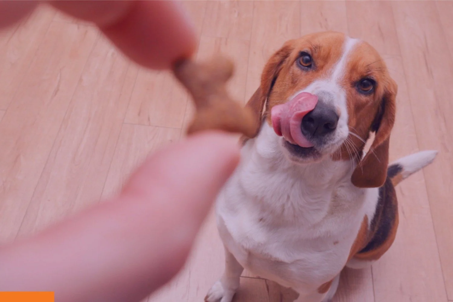 View the Spark K-9 hand feeding prototype.