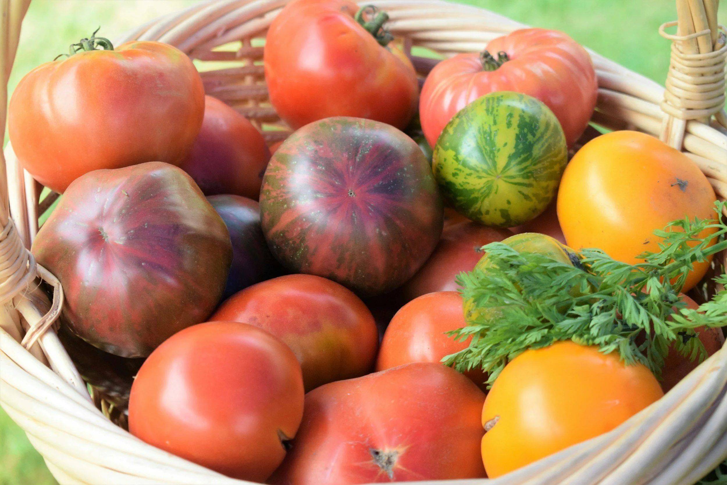 A wicker basket filled with various heirloom tomatoes of different shapes, sizes, and colors, with some green leaves nearby.