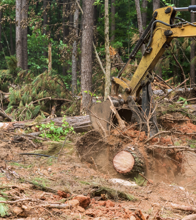 A small yellow excavator tearing down a tree with fallen branches and trees around.