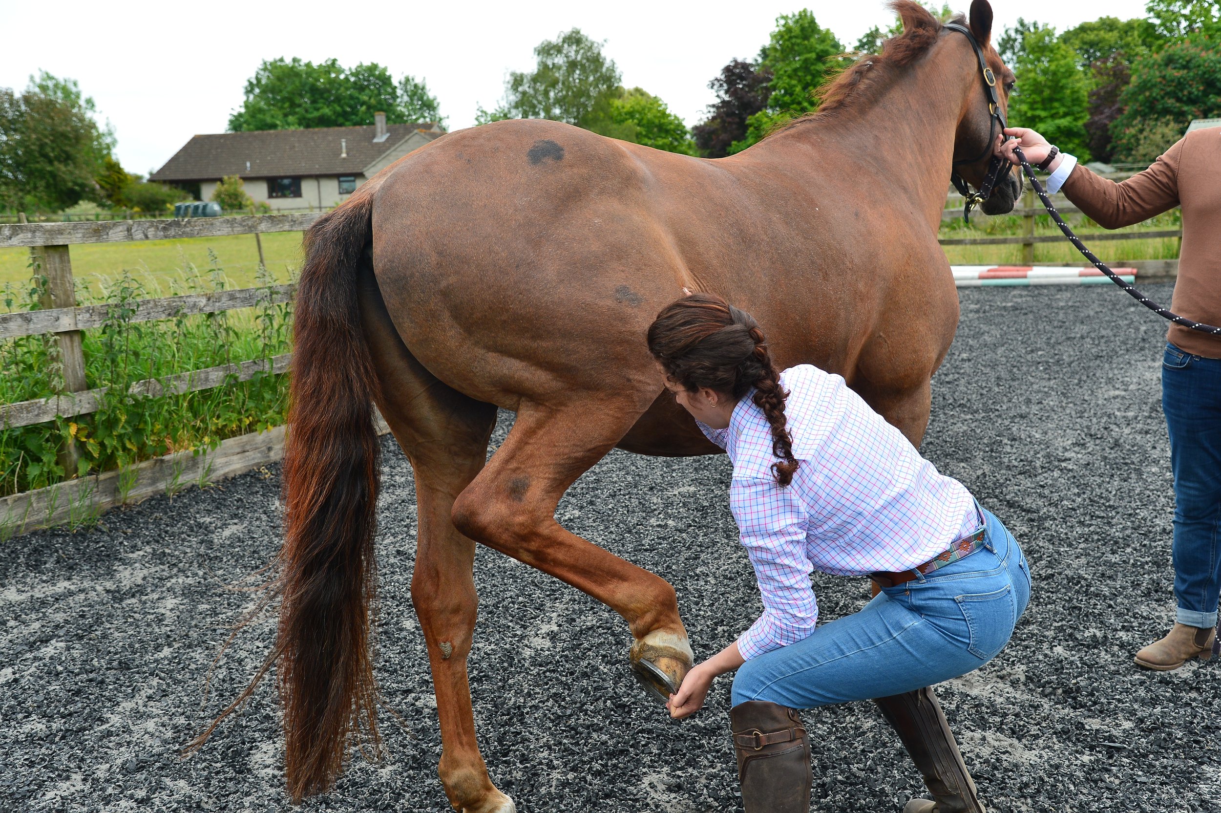 Debunking the myth of the twisted pelvis: an evidence based approach to equine Sacroiliac Joint issues