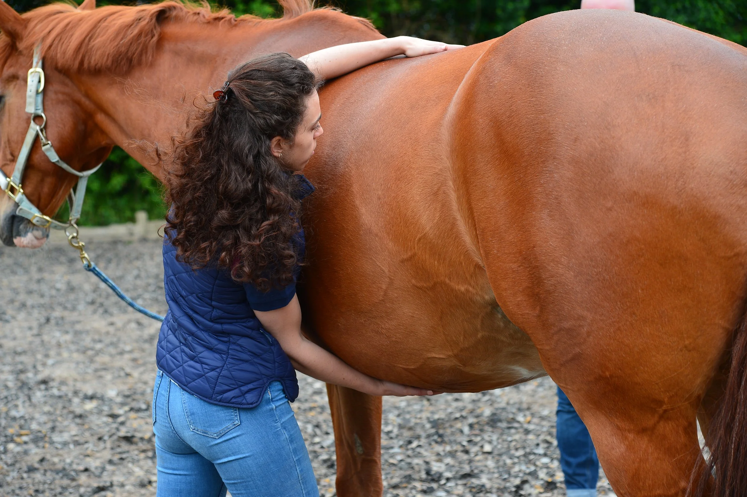The three equine diaphragms and their role in whole body function CPD: A holistic approach to treatment