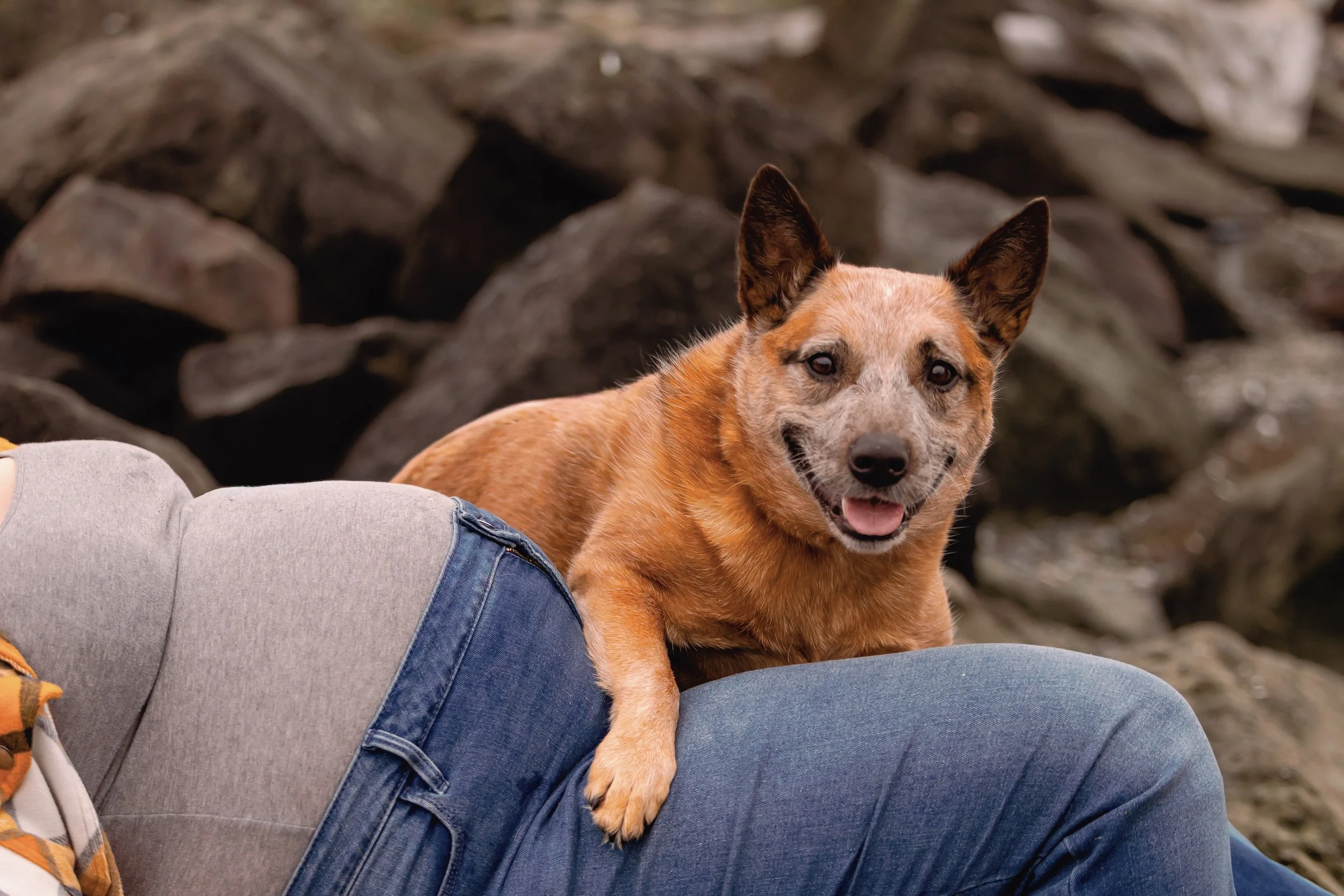 Laura-Brooks-Art-Outdoor-Family-Photography-Seattle.jpg