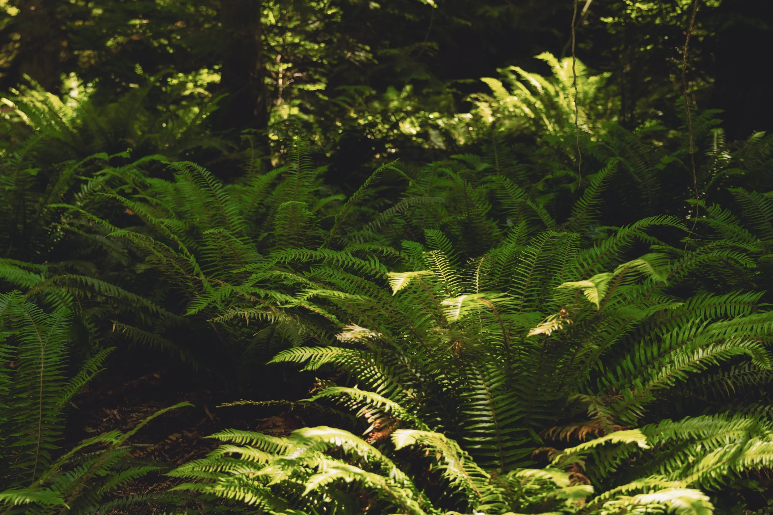 Earth Day
