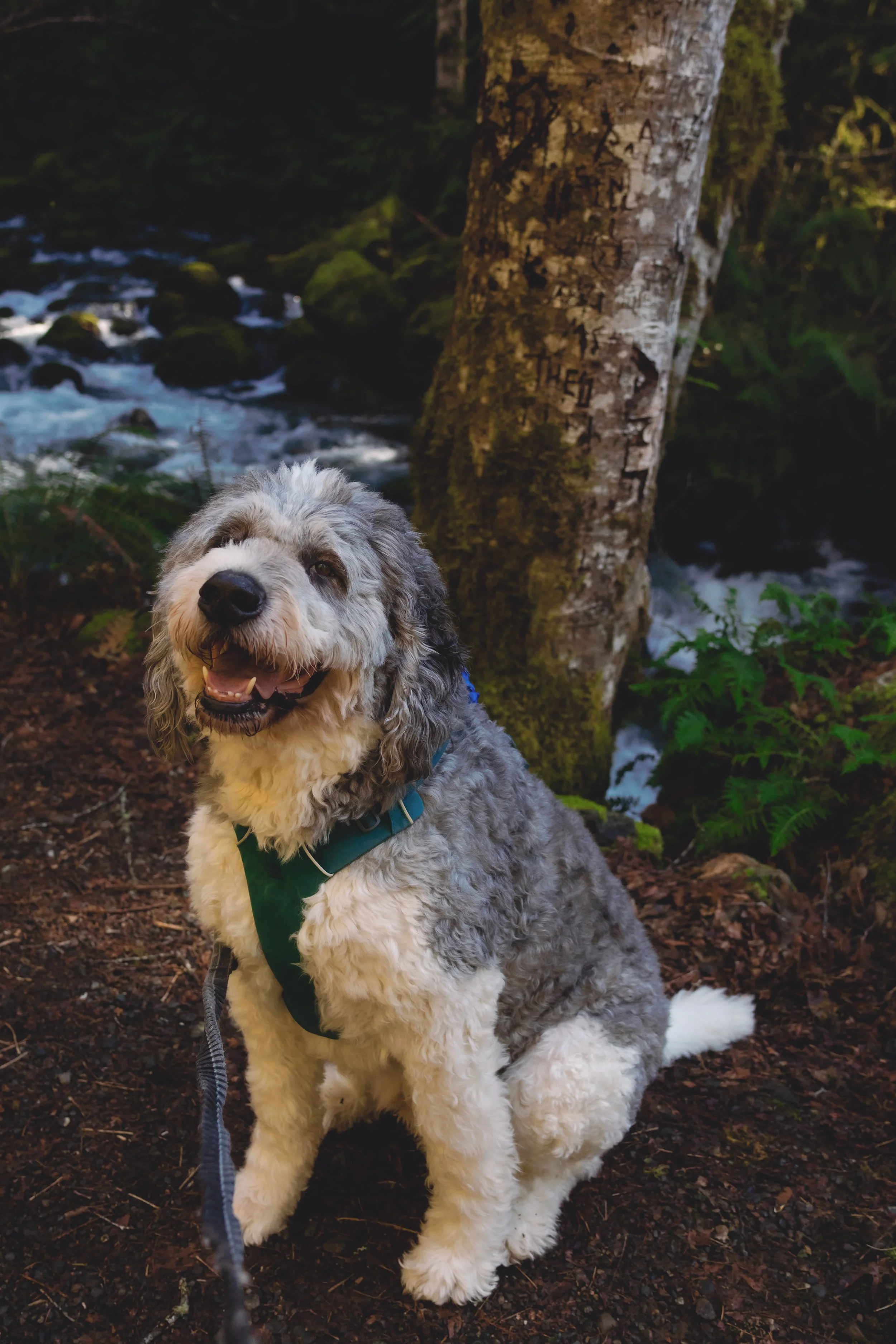 Laura-Brooks-Art-Water-Outdoor-Family-Photography-Seattle.jpg