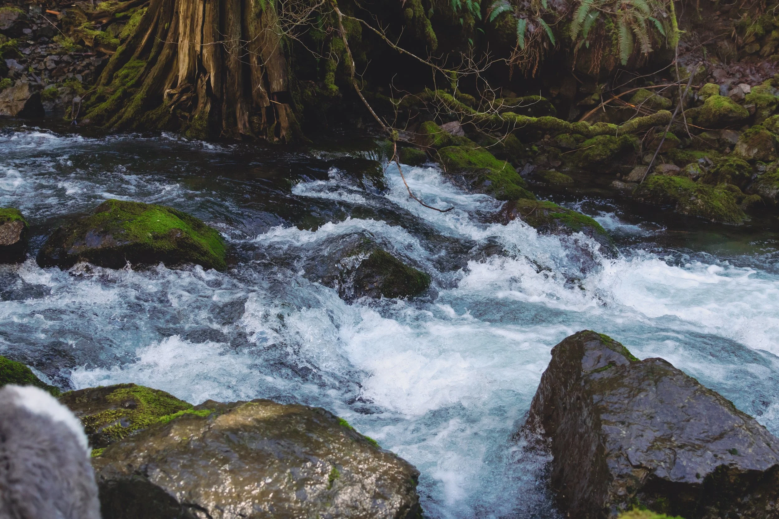 Laura-Brooks-Art-Water-Outdoor-Family-Photography-Seattle.jpg