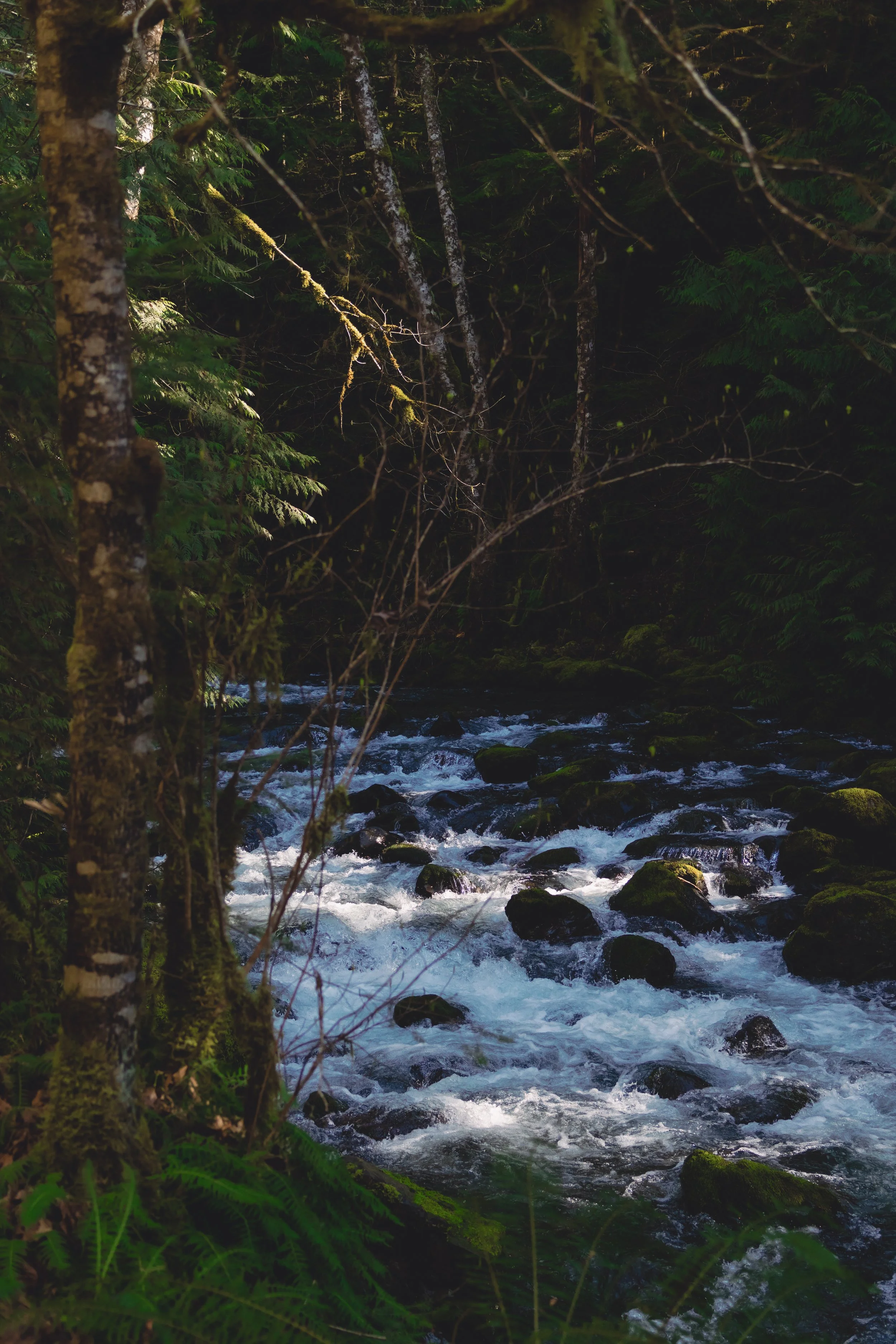 Laura-Brooks-Art-Water-Outdoor-Family-Photography-Seattle.jpg