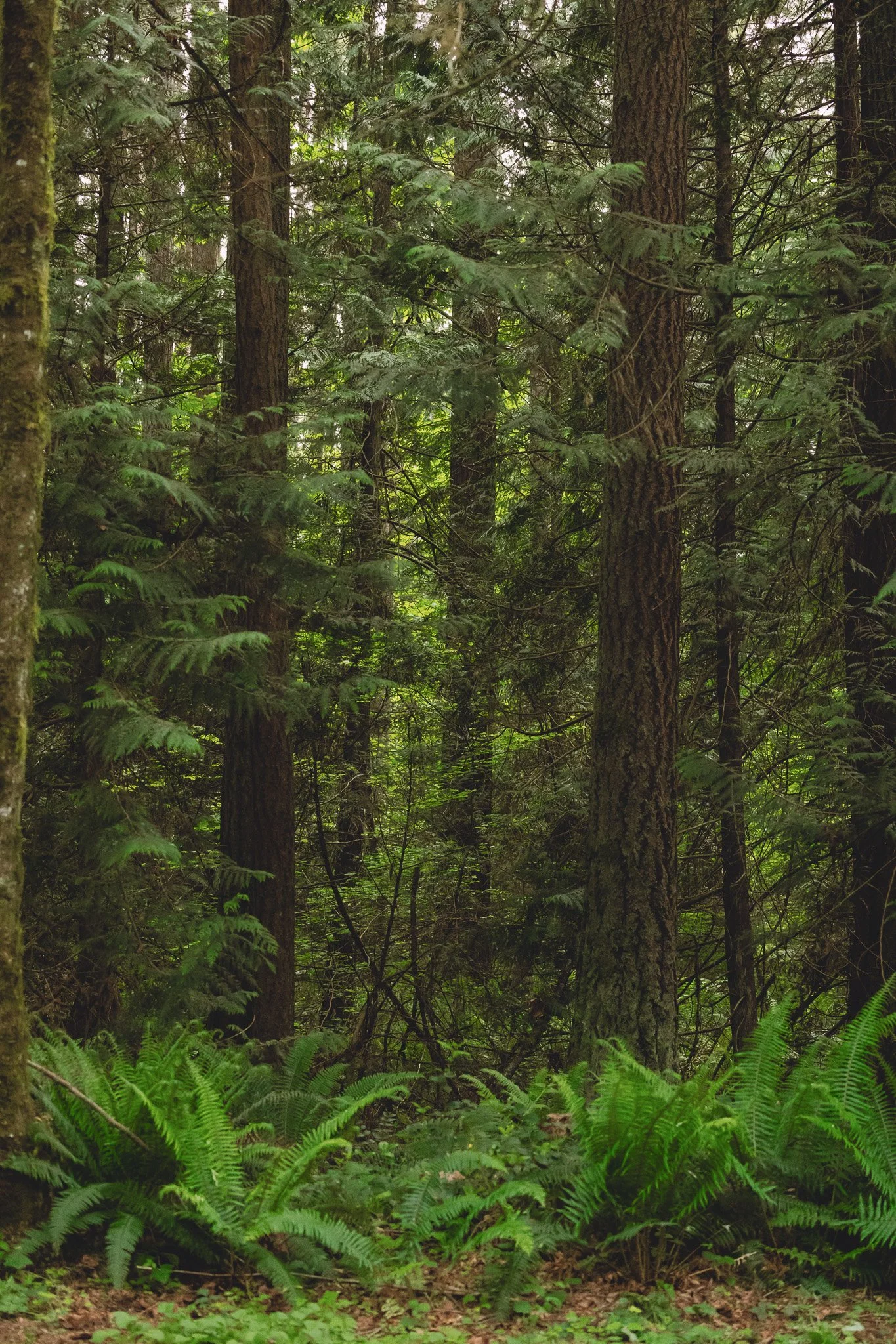 Weather Considerations for Outdoor Boudoir Sessions in Seattle