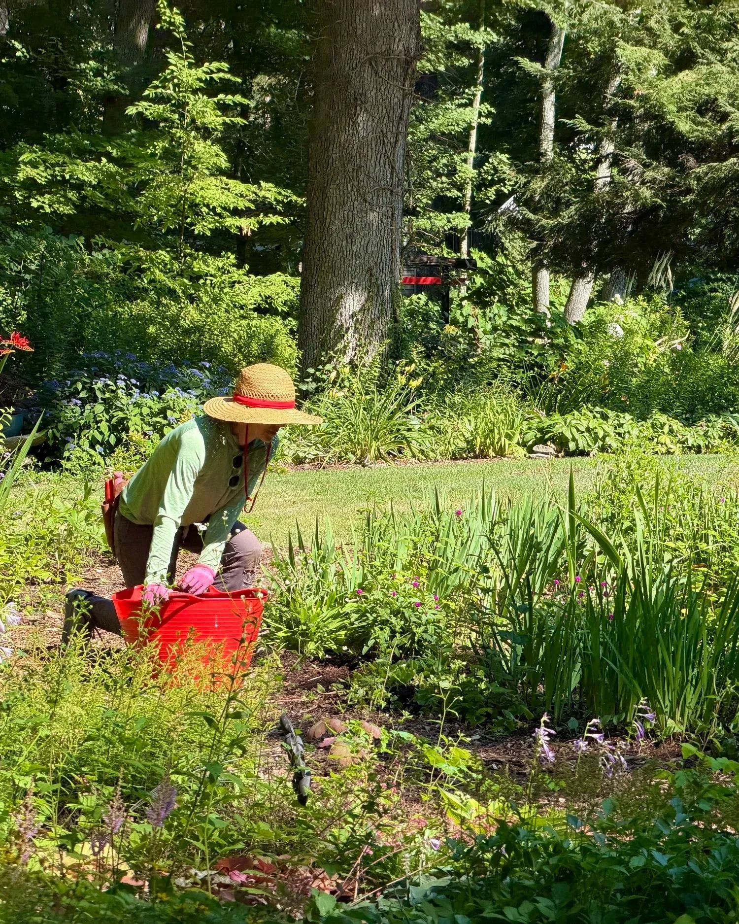A person wearing a large straw hat, pink gloves, and a green shirt is gardening in a lush, green garden with various plants and flowers. They are bent over, working with a red gardening container.