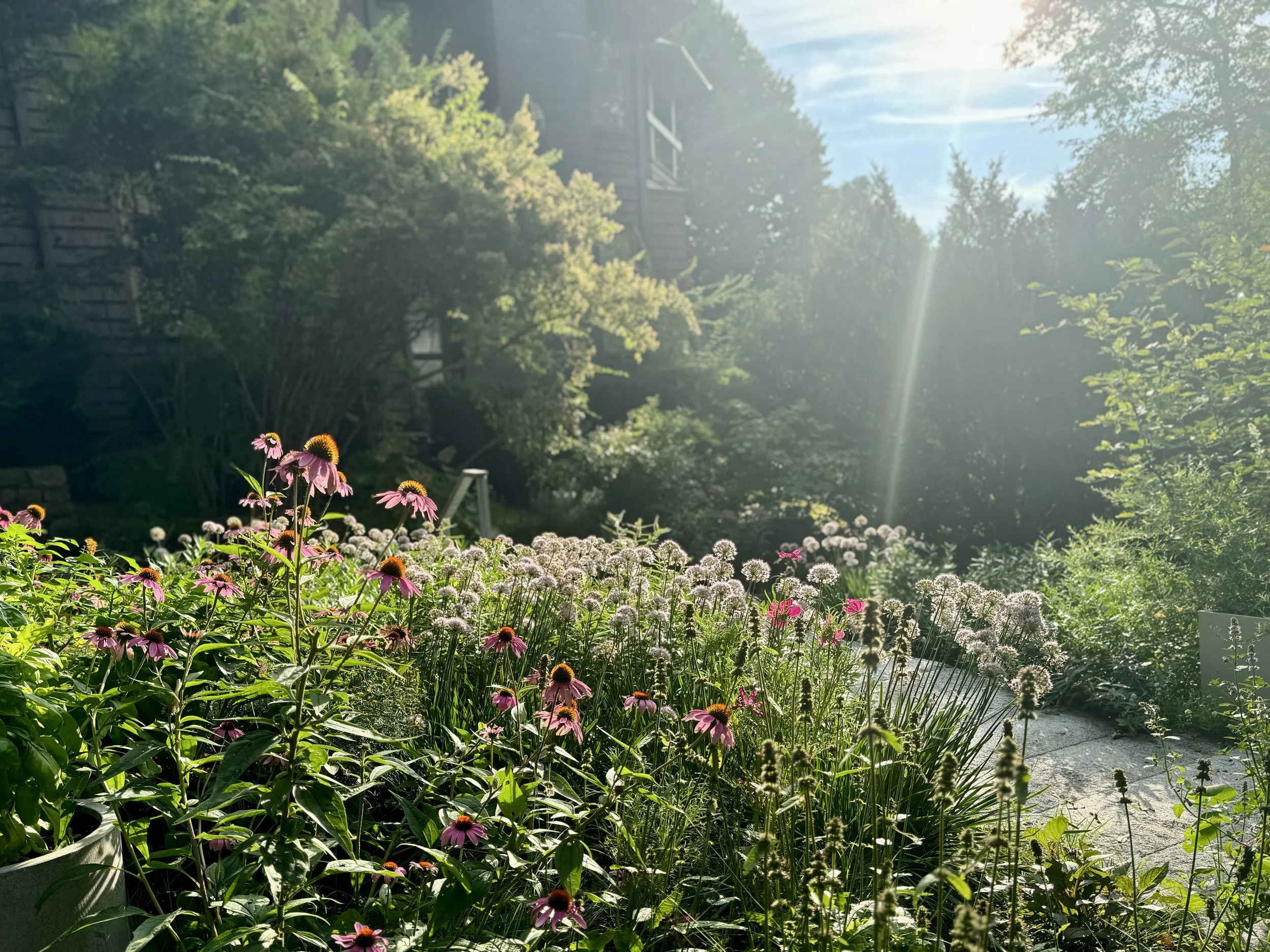meadow-lark-concord massachusetts landscape design