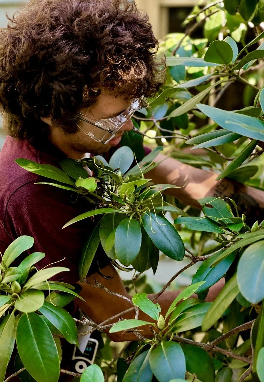 A person with curly hair wearing glasses pruning a leafy green plant.