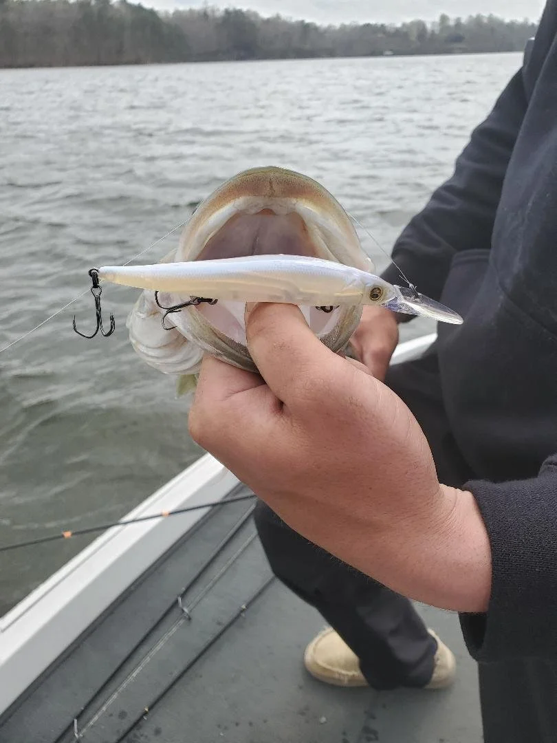 jerkbait pic.jpeg