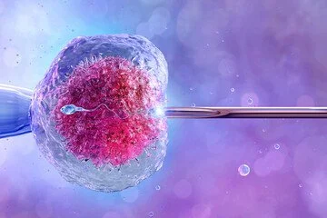Frozen Embryo Transfer Monitoring Cycle