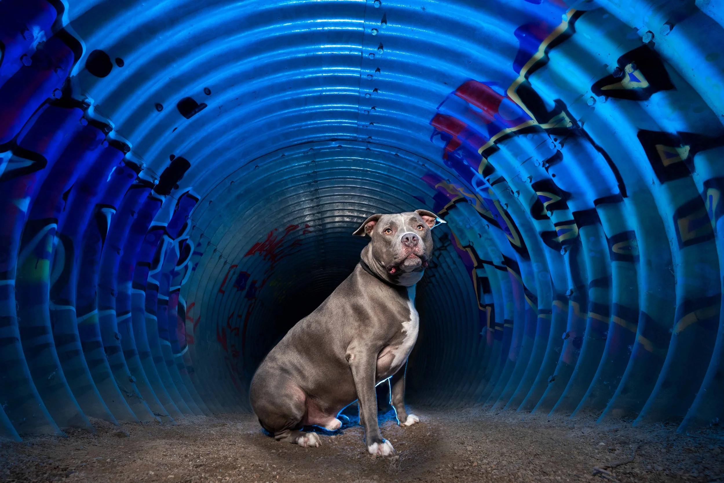 A gray and white dog, possibly a pitbull, sitting inside a graffiti-covered tunnel with blue lighting, looking directly at the camera.