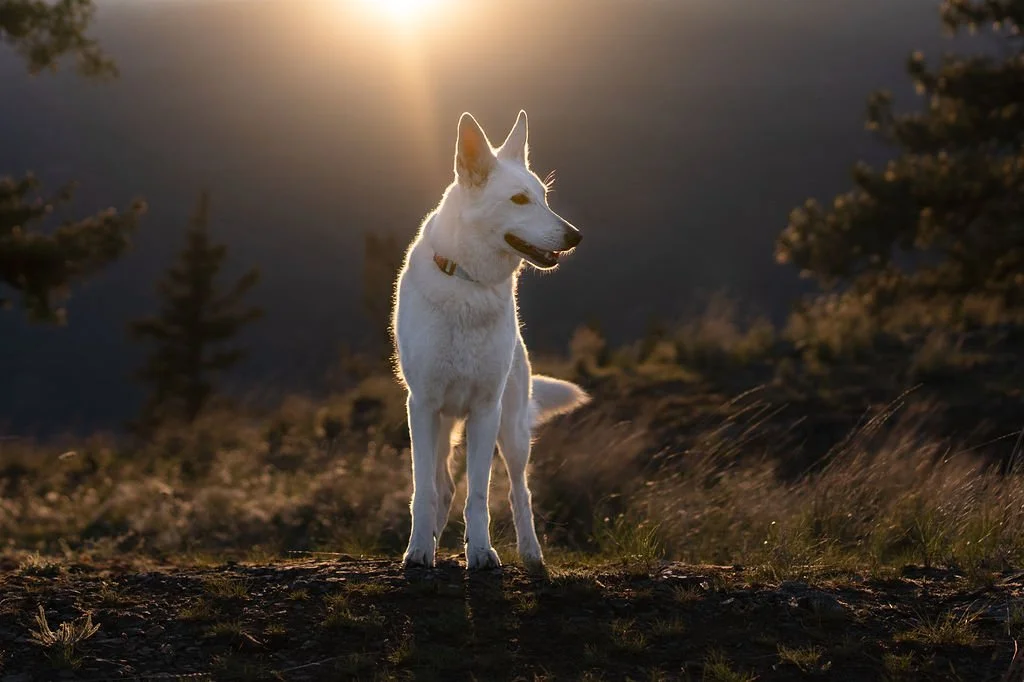 A white dog standing outdoors during sunset, looking to the side with trees and natural landscape in the background.
