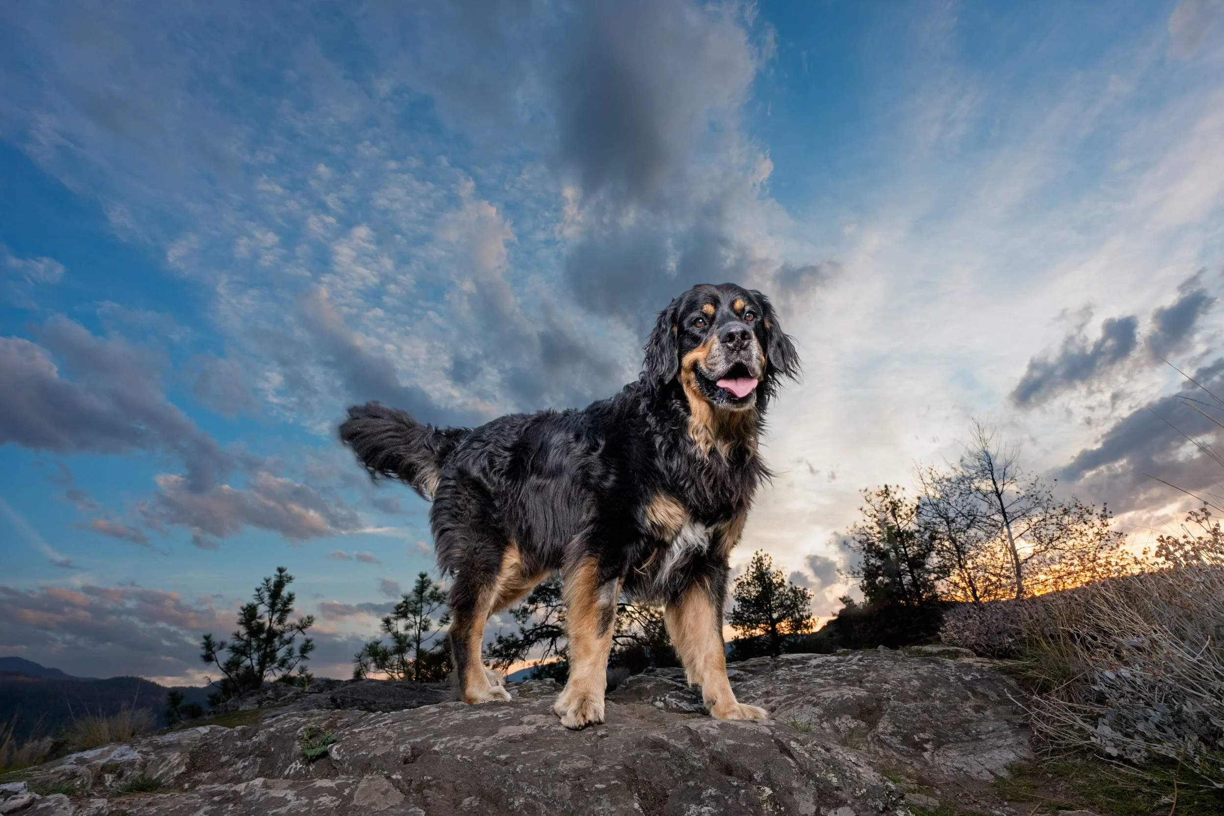 Dog photo Vernon Okanagan