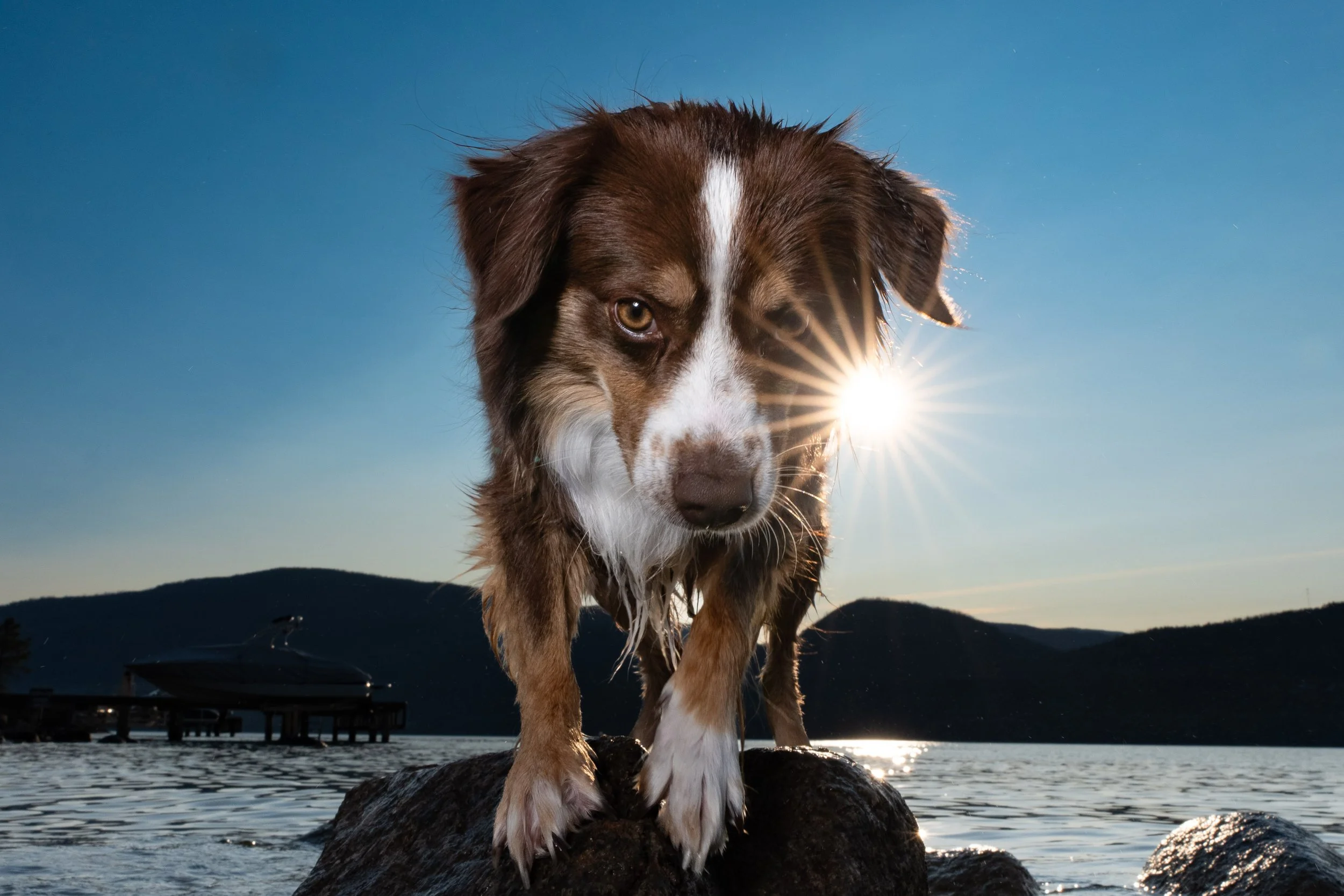 A dog with brown and white fur standing on a rock near a body of water, with the sun setting or rising behind it, creating a starburst effect in the sky.