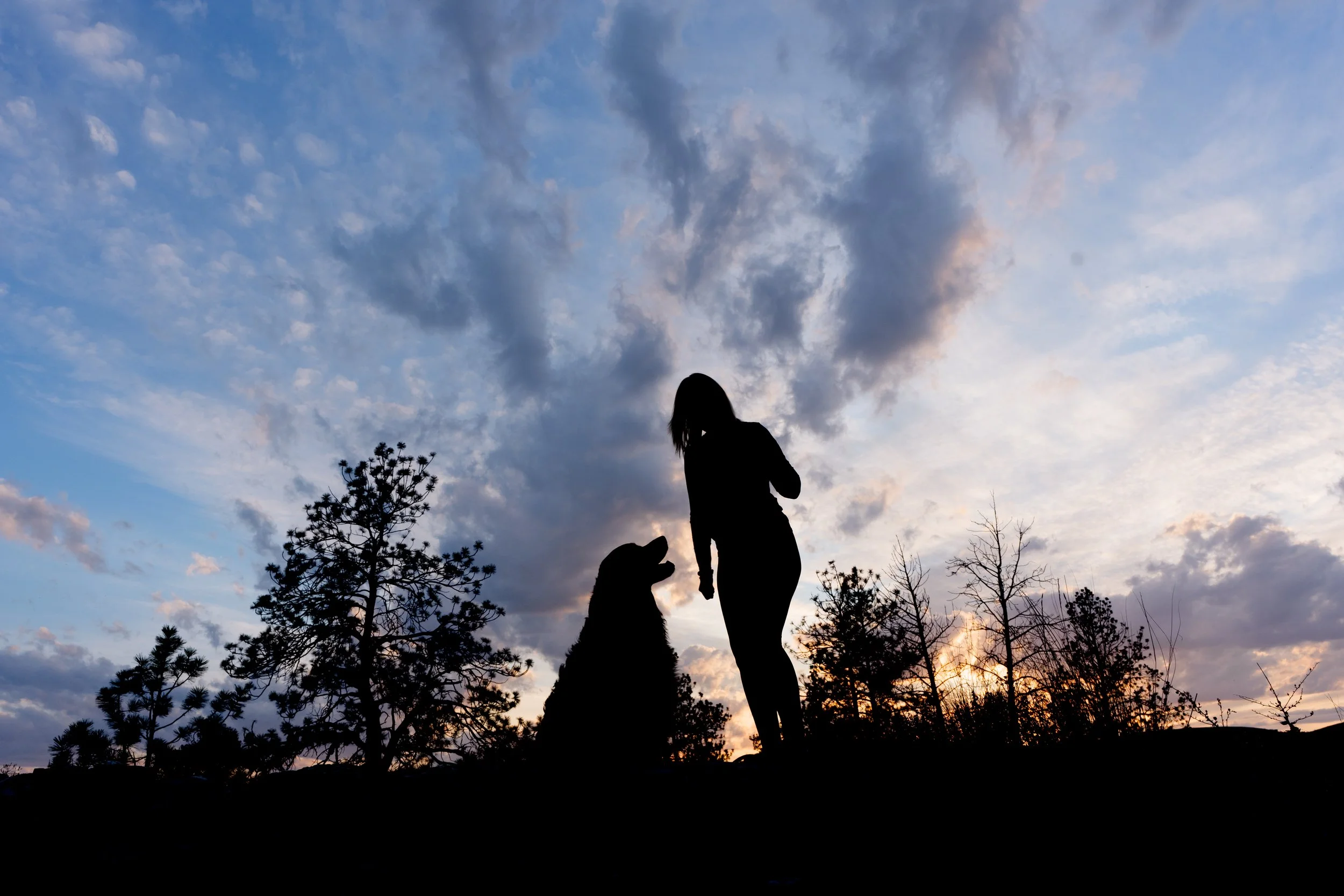 end of life dog photography