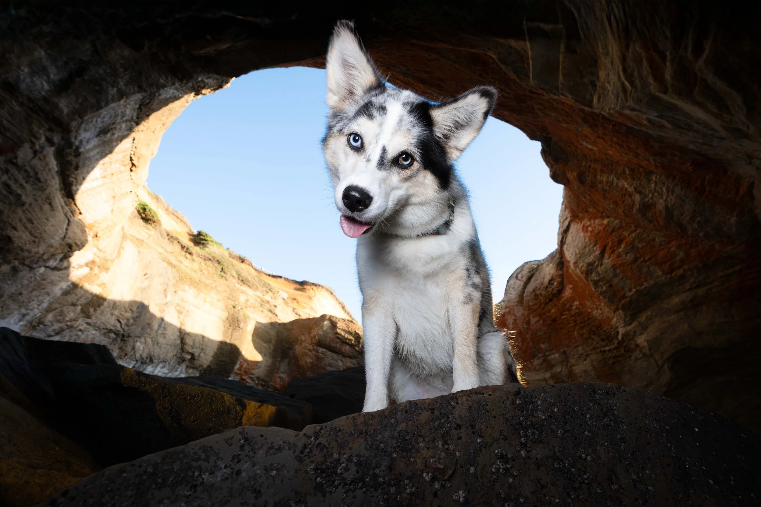 A husky dog with blue eyes standing inside a natural stone arch formation with a clear blue sky in the background.
