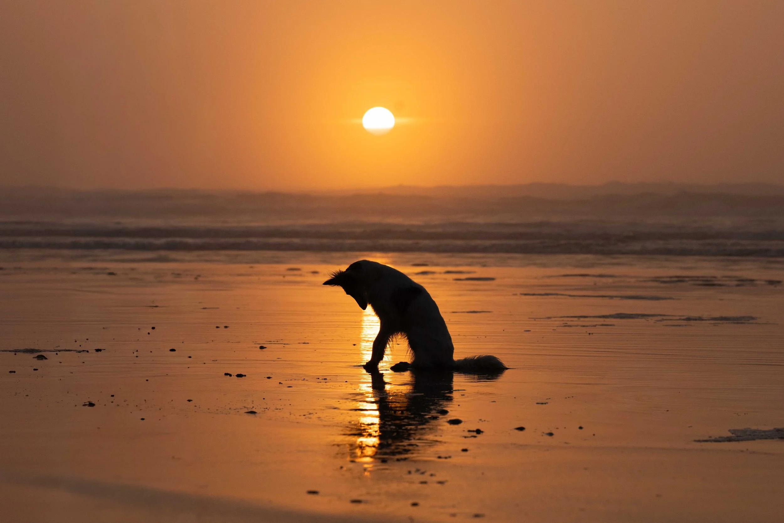 A dog sitting on the beach during sunset, with the sun low in the sky and reflecting on the wet sand.