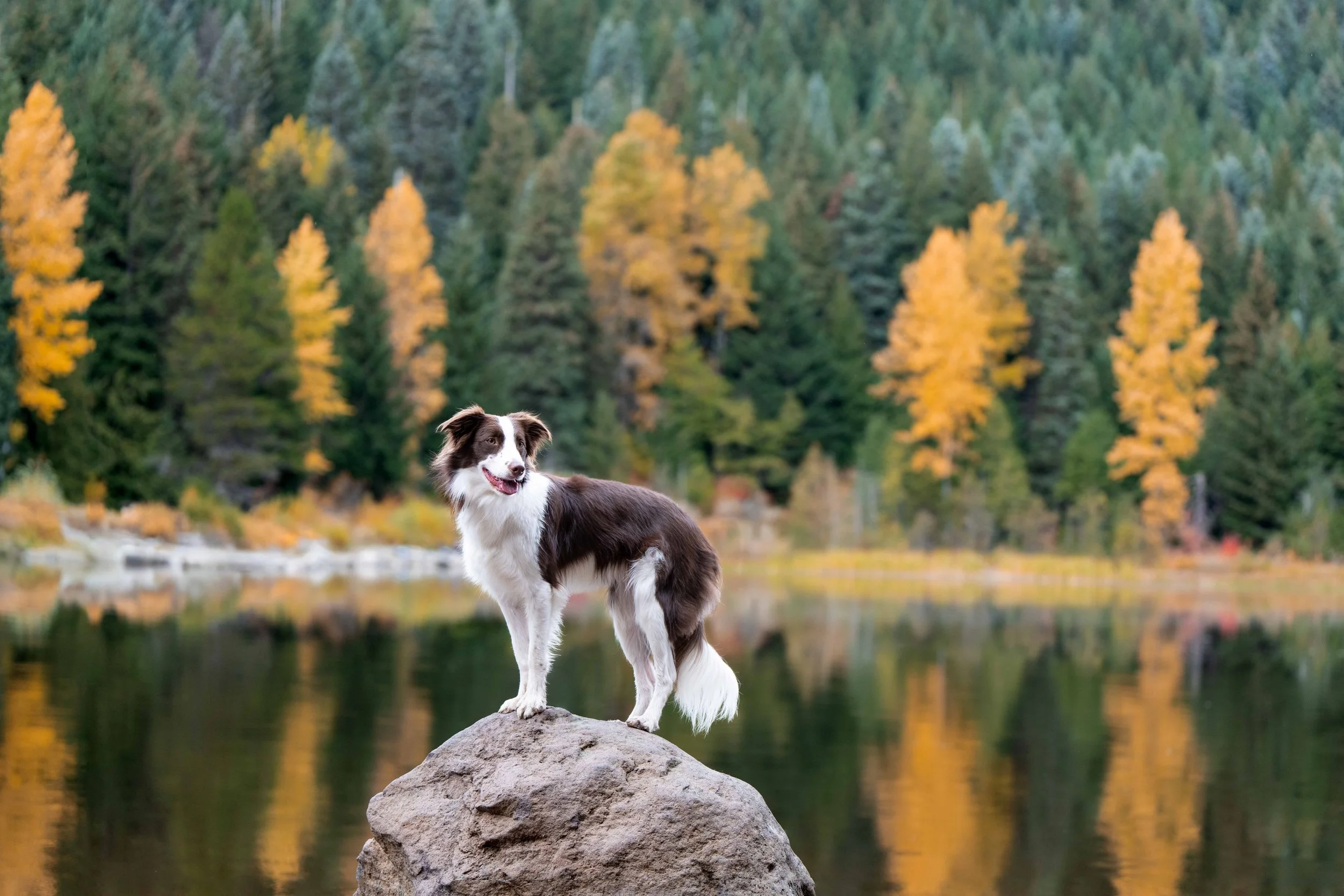 A border collie dog standing on a large rock by a lake with a forest of green and yellow trees in the background.