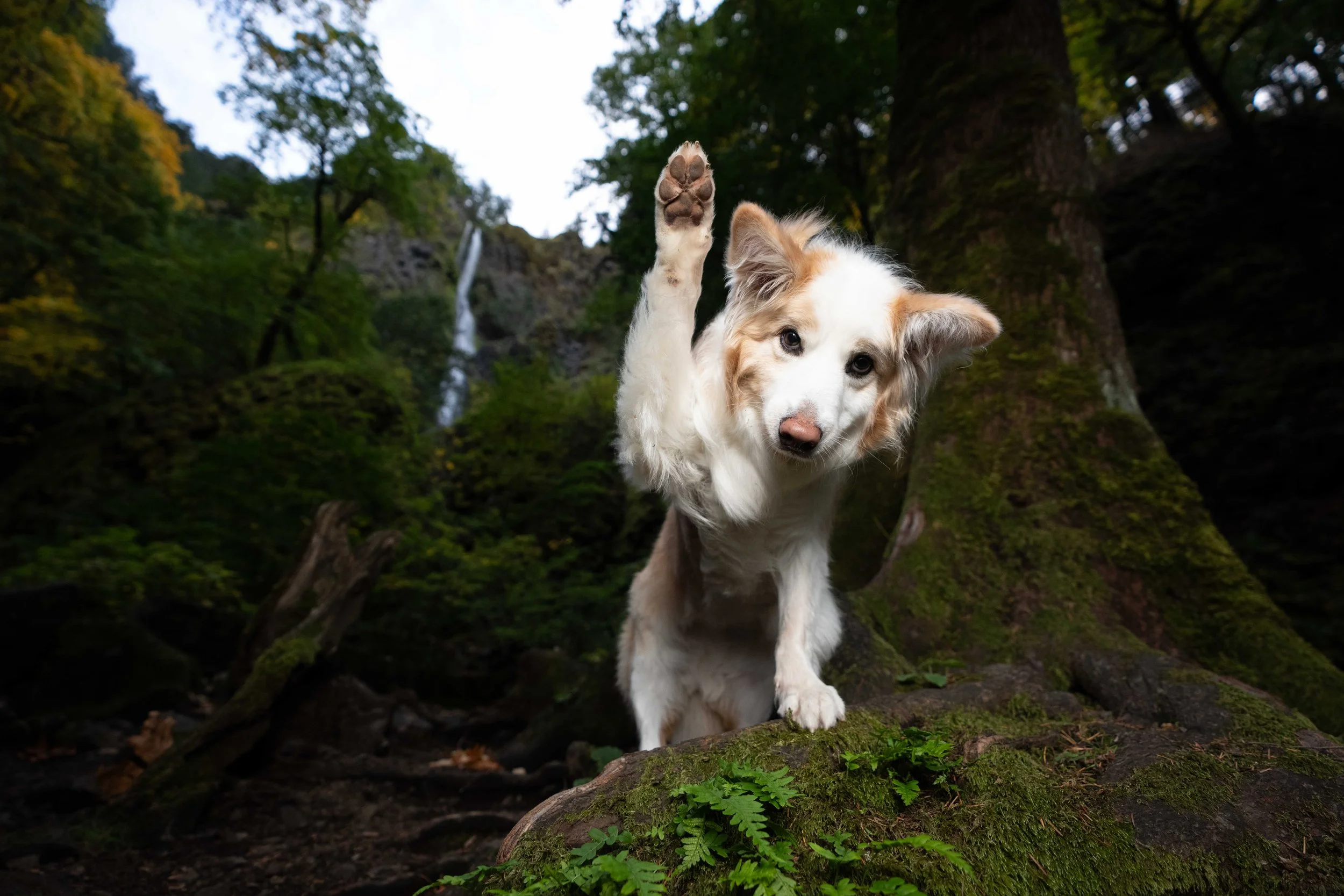 A dog with a white and light brown coat standing on a mossy log in a forest, raising one paw, with tall trees and a waterfall in the background.