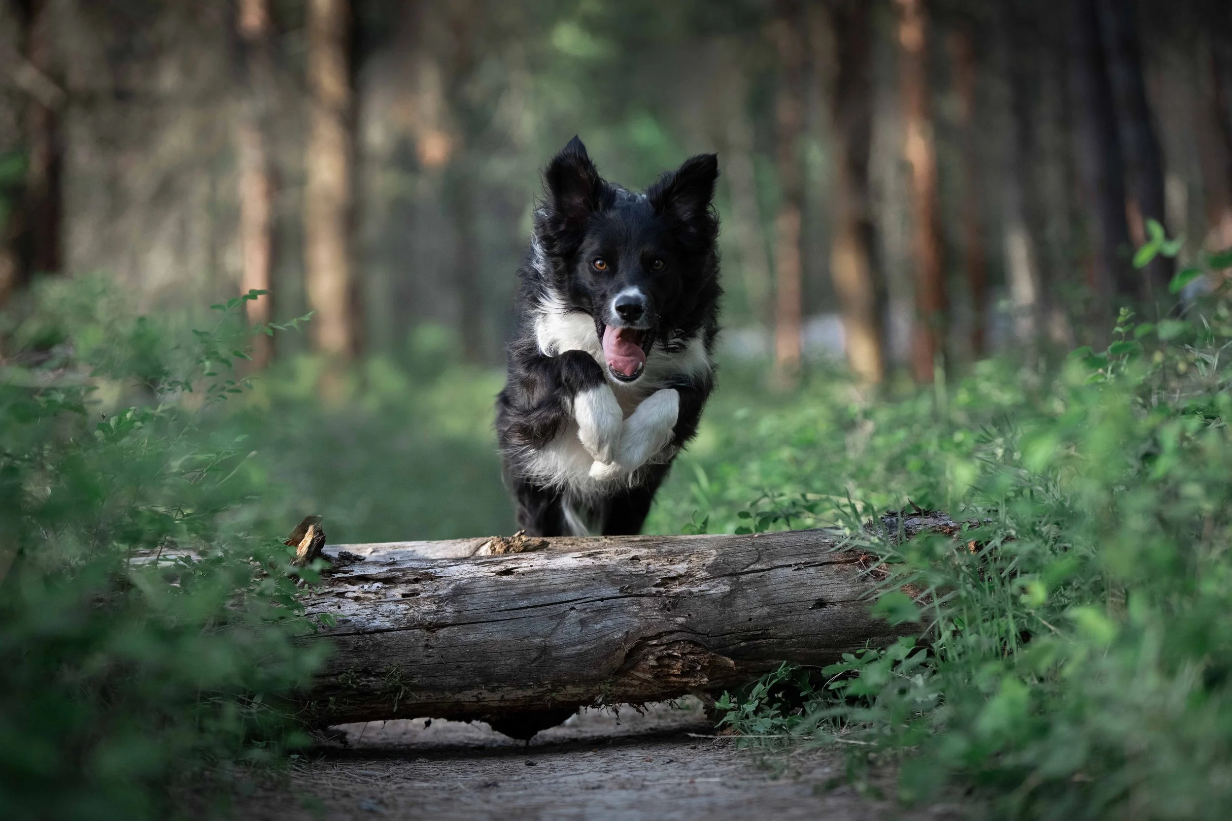action dog photography vernon bc