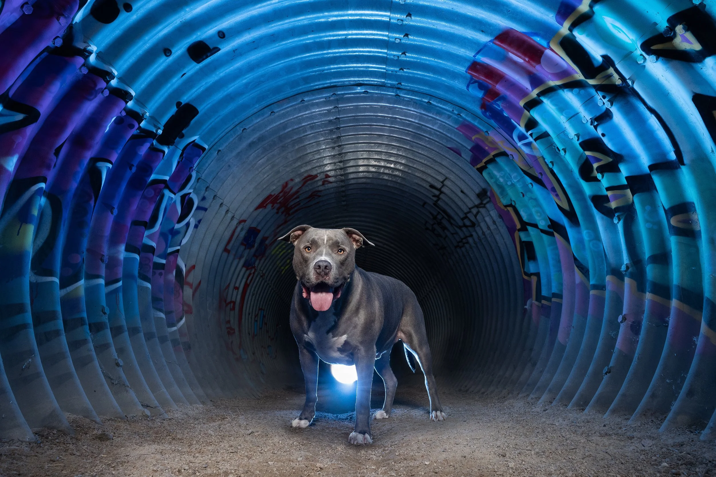 A black dog standing inside a colorful graffiti tunnel with its tongue out, illuminated by a bright light coming from outside the tunnel.