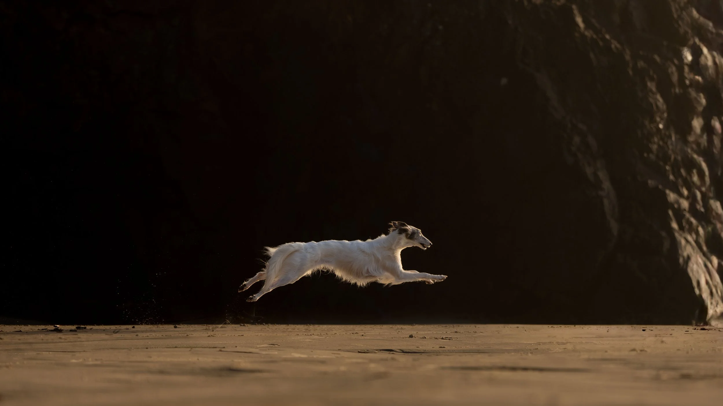 A white dog running on a sandy beach near cliffs at sunset.